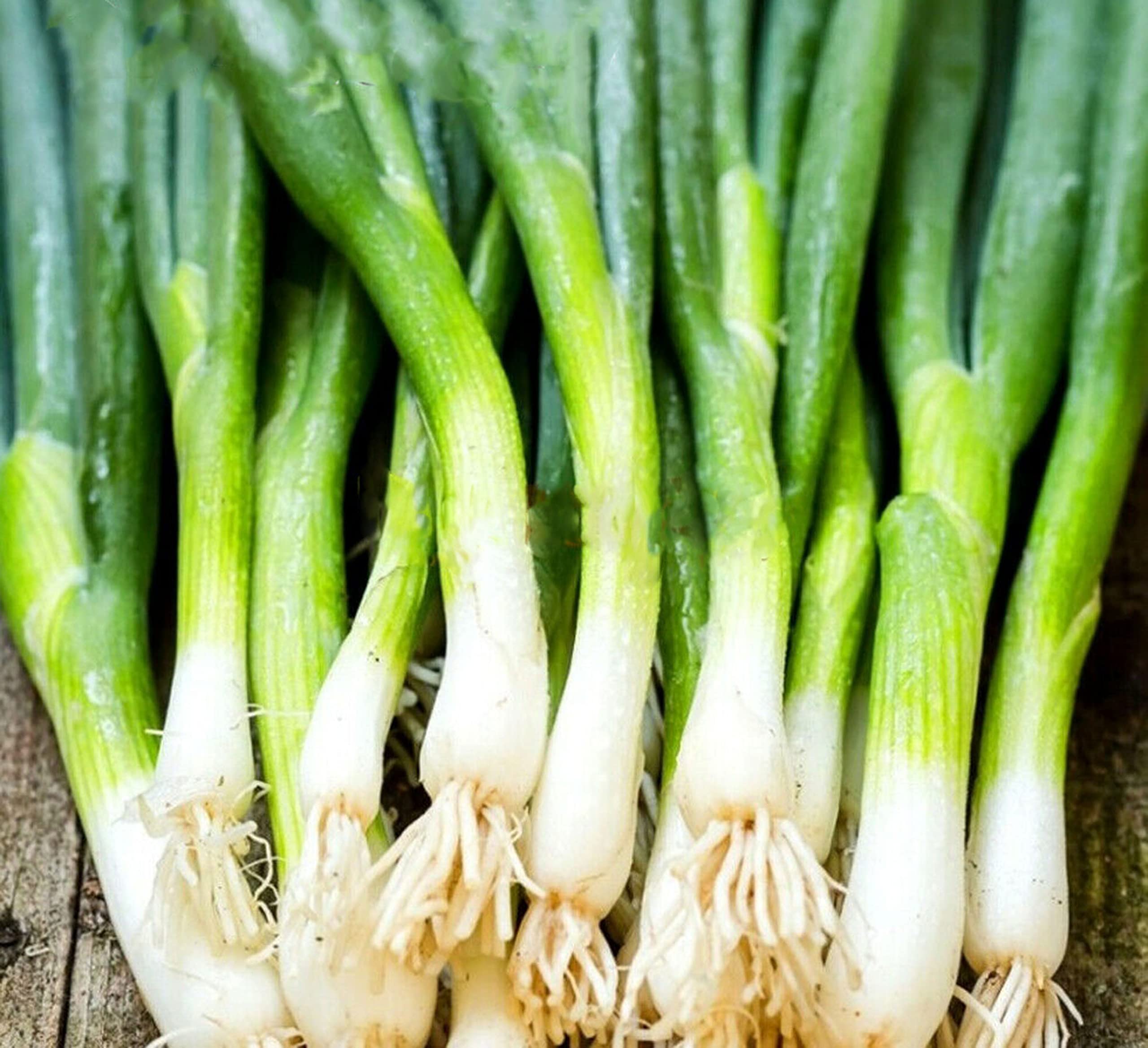 Buy Vsorce4u 700 x Vegetable Welsh Onion 'Kroll' Allium