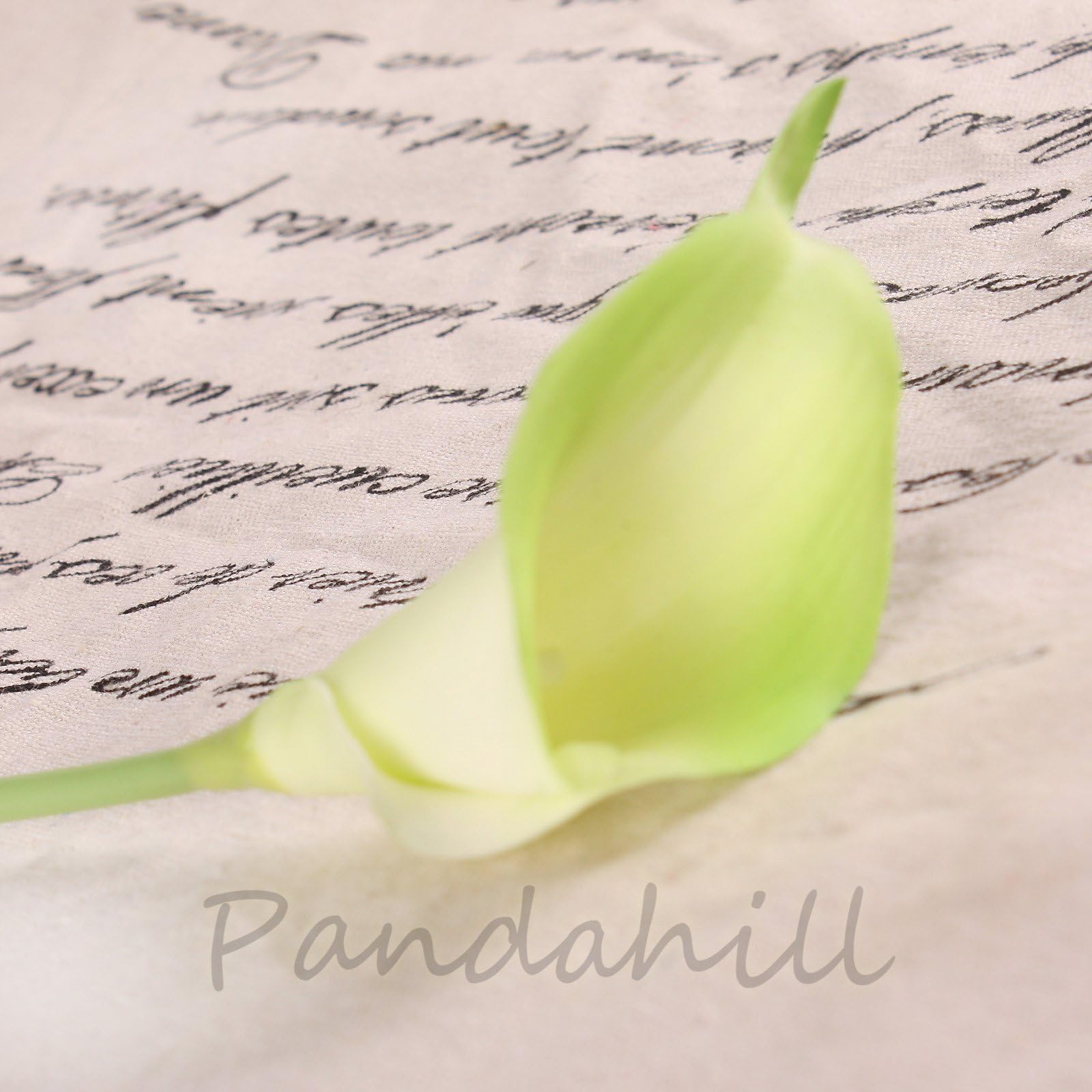 50pcs White Cally Lily Real Nature Touch Flowers for DIY Bridal Bouquet Wedding Bouquet with Scent (KC56 Light Green)