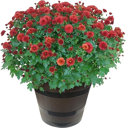 Miniatura 7 de Crisantemo resistente a la floración viva en maceta chic de bronce, color rojo, hermoso color otoño, 15 pulgadas de alto por 12 pulgadas de ancho en