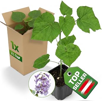 Shandong paulownia bluebell tree also known as kiri tree/ empress tree extremely fast-growing for wood fuel