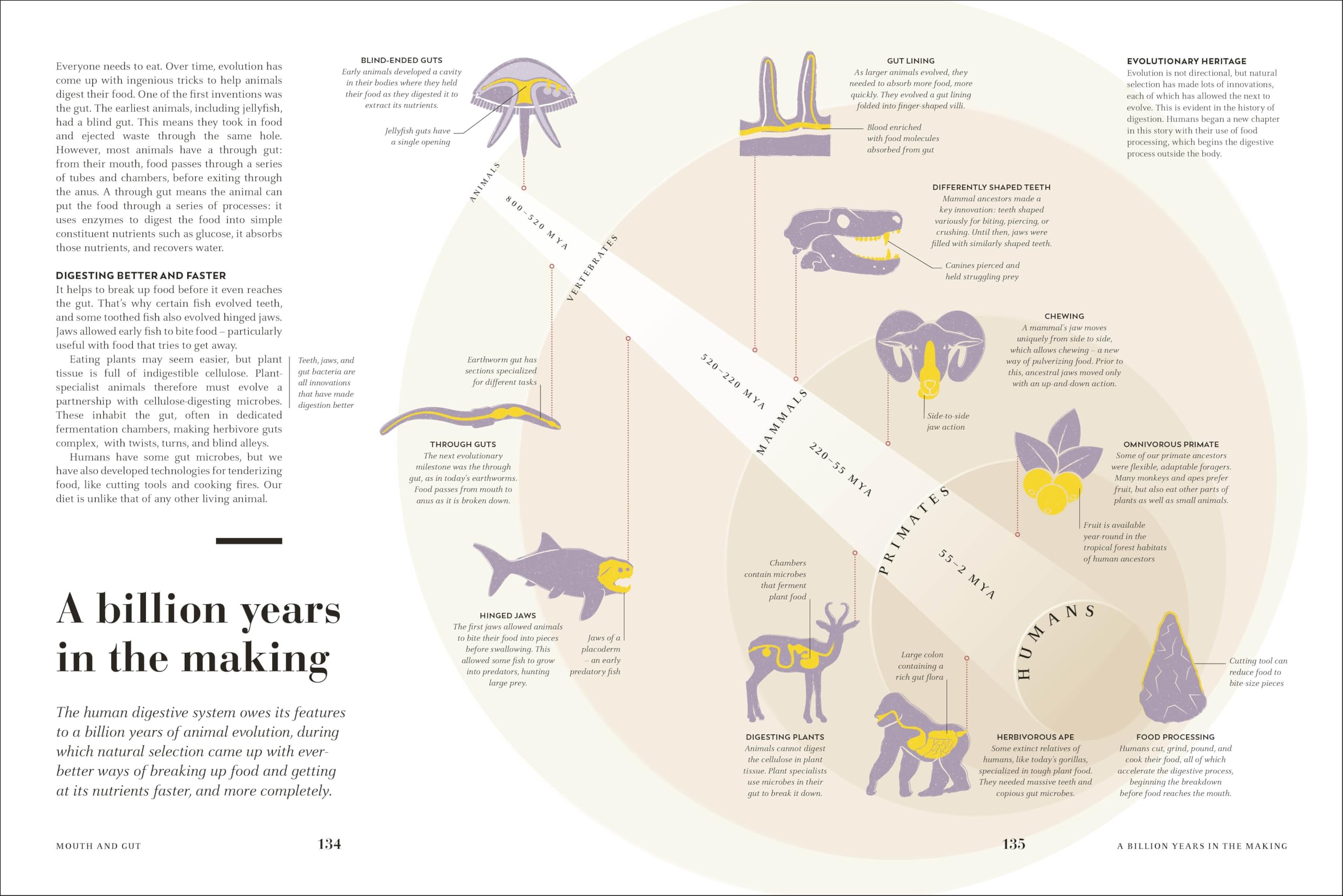 Humans: The Evolution of a Species