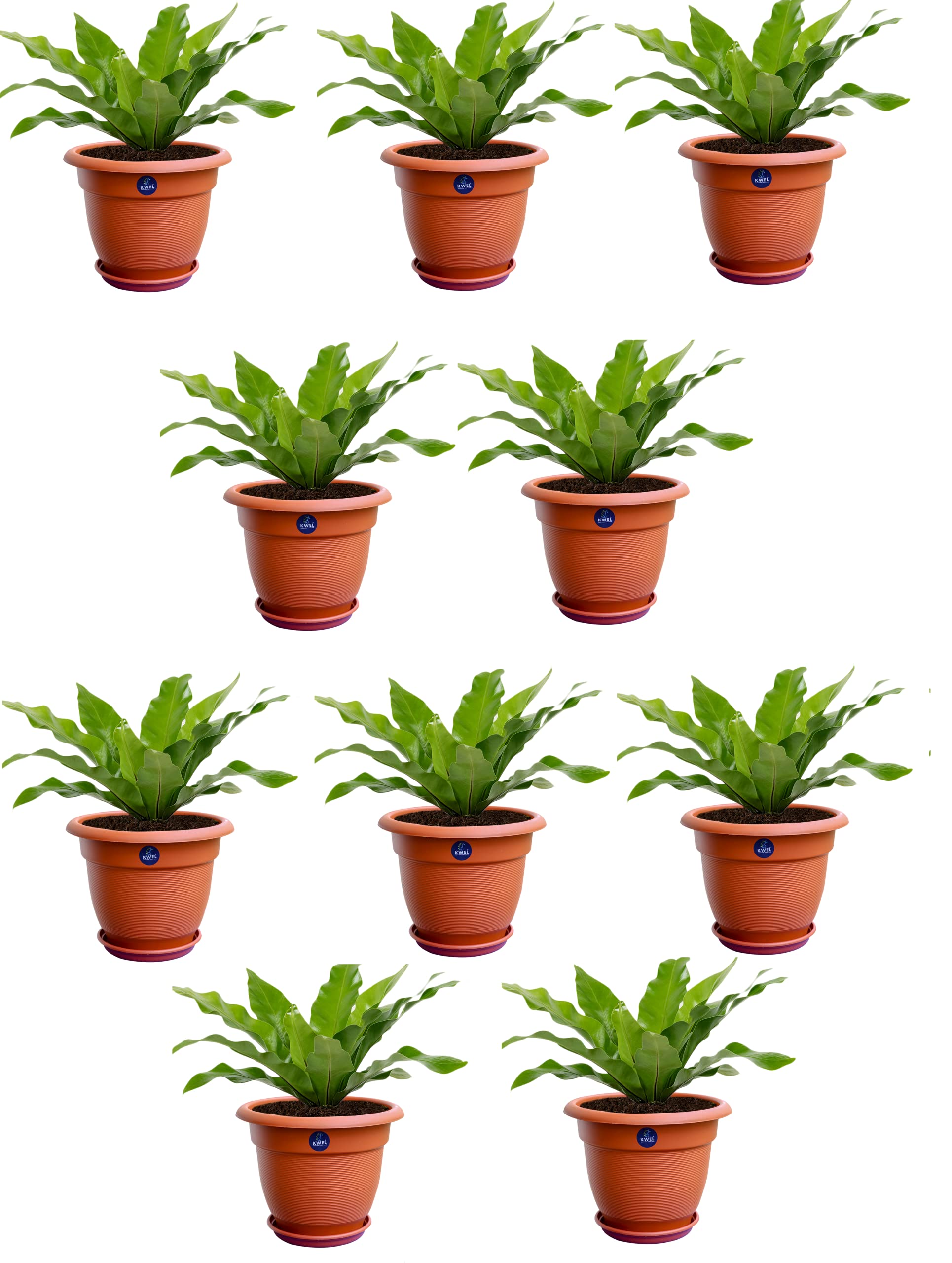 See full amazon price history chart for KWEL Flower Pots for Plants and Flowers Including Tray Size 7 Inch - Brown (Pack of 10) KWEL Flower Pots for Plants and Flowers Including Tray Size 7 Inch - Brown (Pack of 10) (B097PHVJZV) Amazon Price History, Amazon Price Tracker