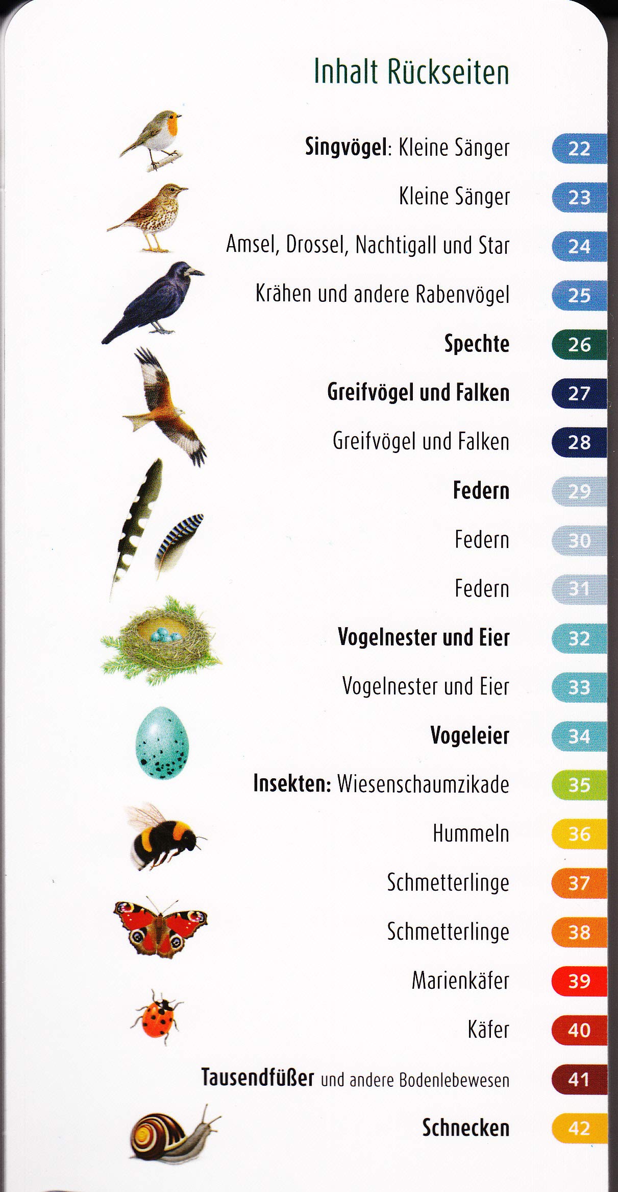 Wer hat am Zapfen gezupft? - Wawra´s Naturfächer - Tierspuren entdecken & Arten bestimmen - Säugetiere - Reptilien - Amphibien - Vögel - Insekten u.v.m. - Fächer mit 22 Tafeln - 10 cm x 22 cm