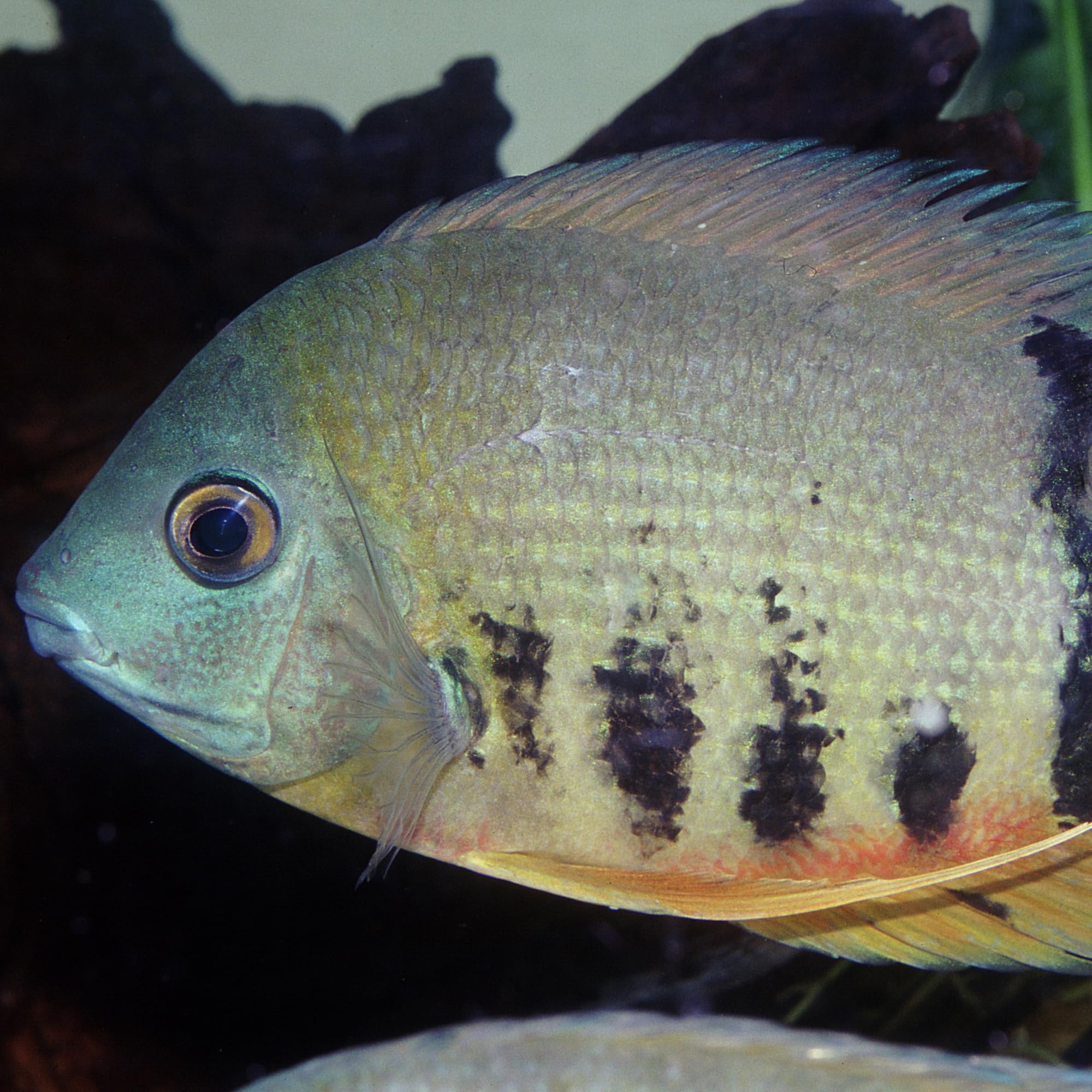 JBL PRONOVO Cichlid Grano, alimento Principal para cíclidos de 15 – 25 cm, dosificador Clic, gránulos para piensos para Peces, Talla XL, 1000 ml