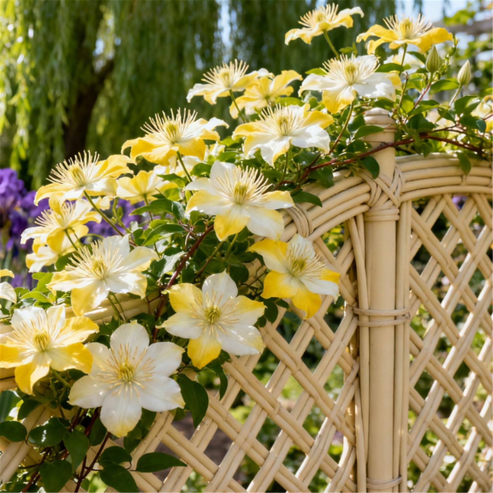 A Must-Have for Garden Walls! Clematis Climbs Rapidly + Amazing Blooms/Bare Roots Hardy, Professional for Beautiful Indoor Displays-5 Roots-F