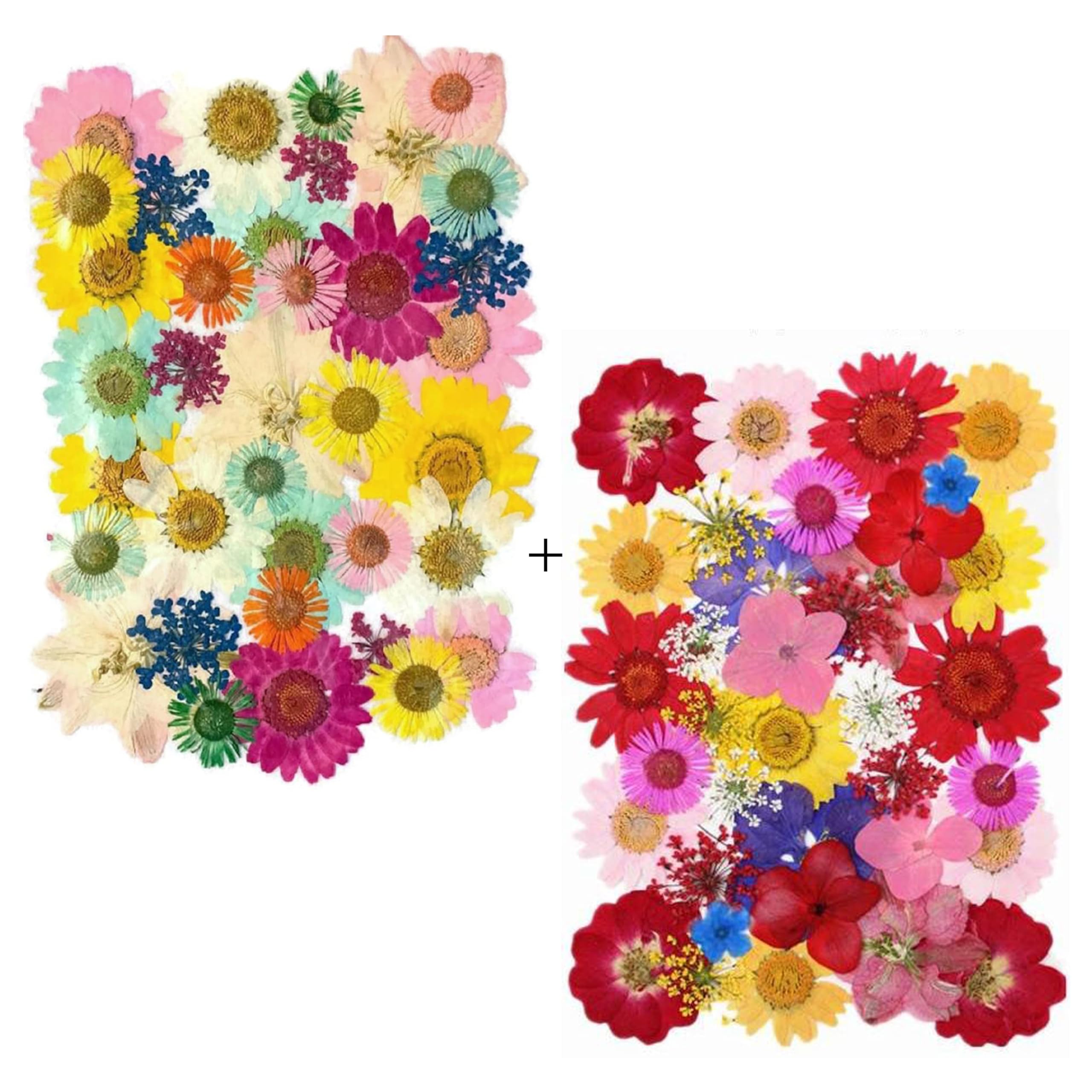Dried Pressed Real Flowers Colorful Natural Dried Flowers Daisies for Candles Handmade Art & Crafts Epoxy DIY Resin Pendant Jewellery Gifts Accessories Nail Art-image-47
