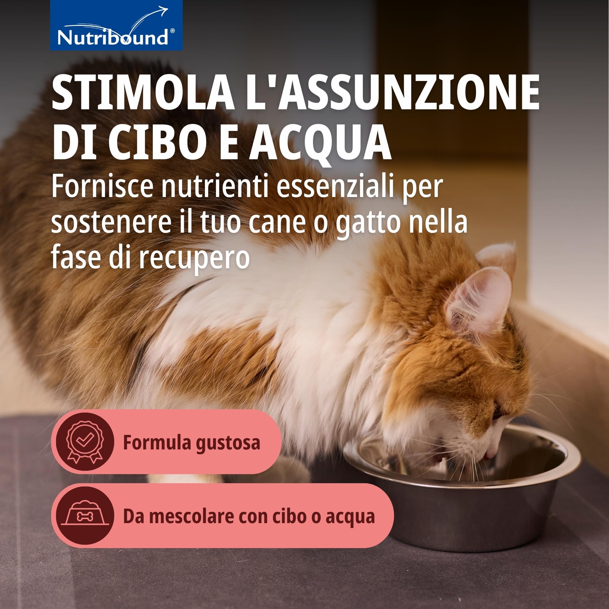 nutrib ound Gatto