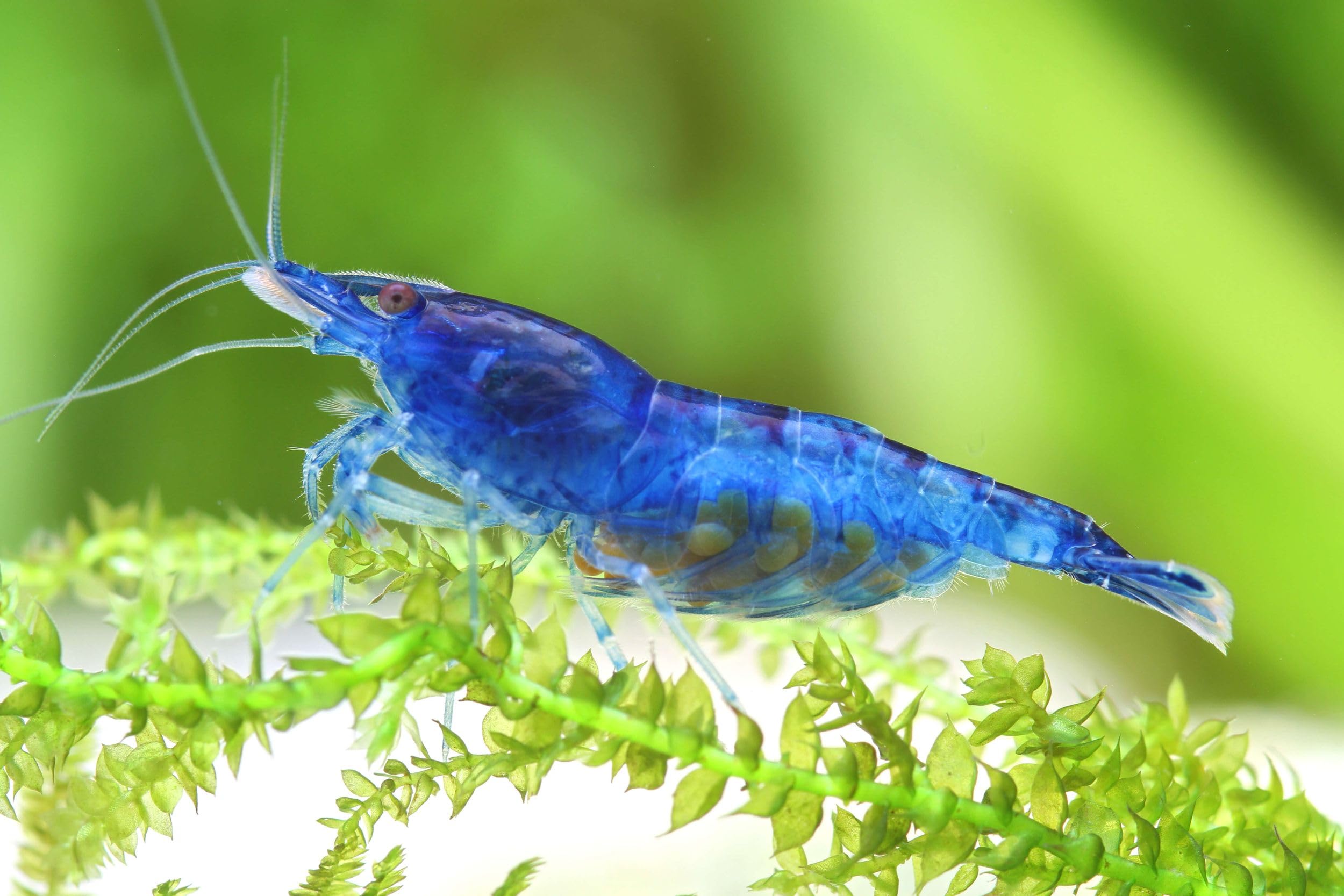Neocaridina Garnelen Paket | Neocaridina Garnelen für Süßwasser Aquarium | 8 x Shrimp Lollies geschenkt | Red Sakura & Blue Dream Garnele