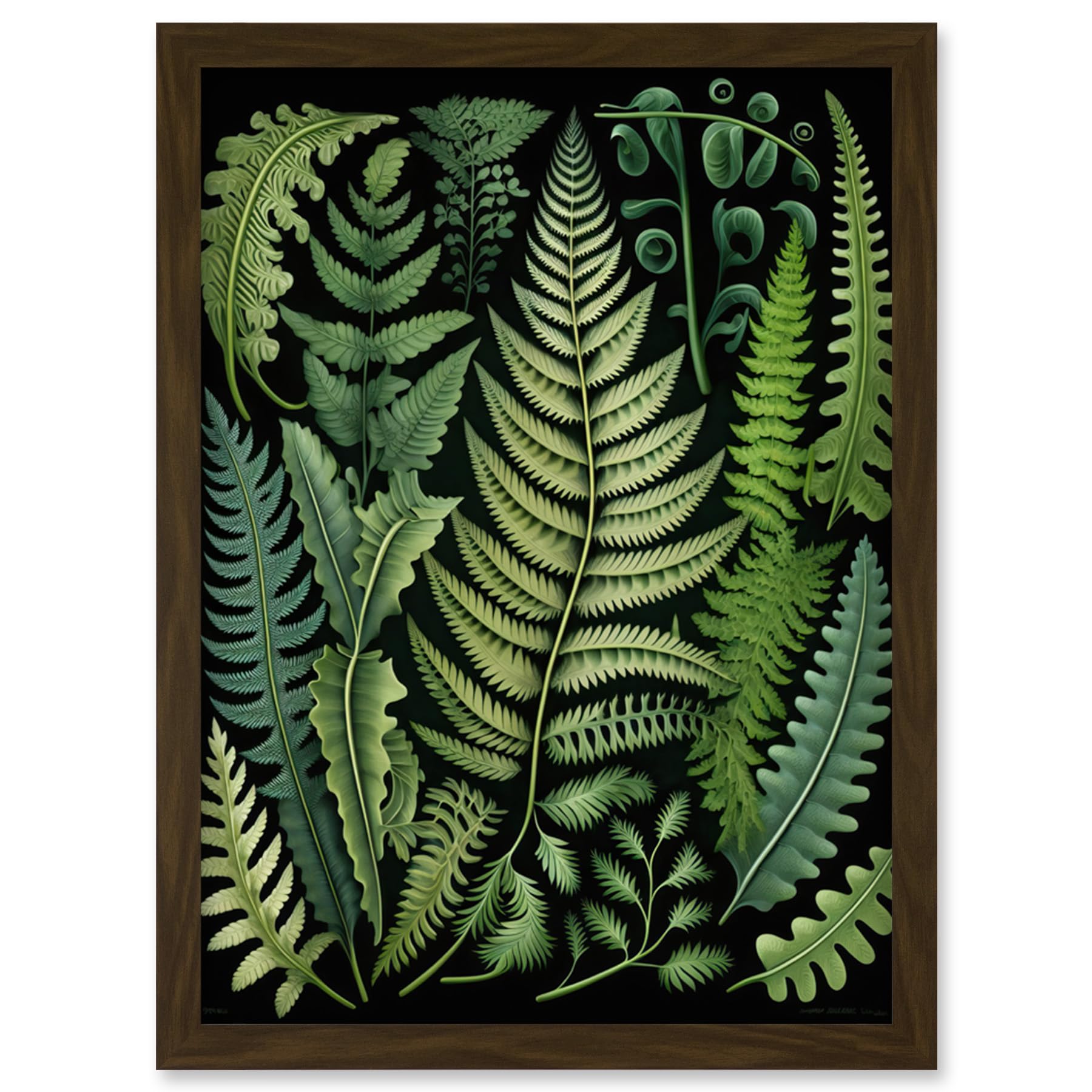 Artery8 Ernst Haeckel Style Fern Fronds Leaf Illustration Artwork Framed Wall Art Print A4