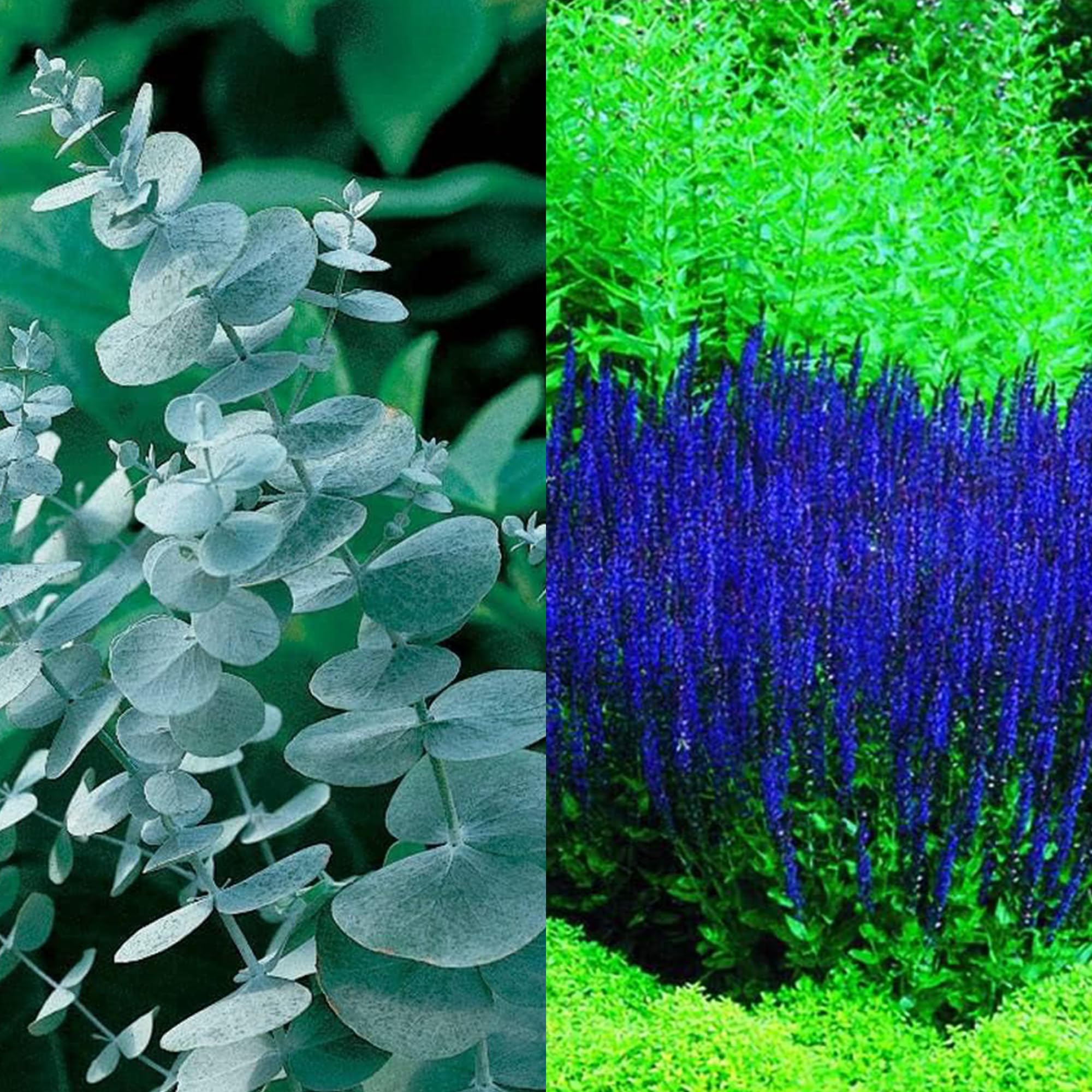 Park Seed Eucalyptus & Salvia Seed Bundle – Silver Dollar Eucalyptus Seeds (50ct) + Blue Queen Salvia Seeds (50ct), Dwarf Perennials for Pollinators, Indoor Growing & Drought-Tolerant Landscapes