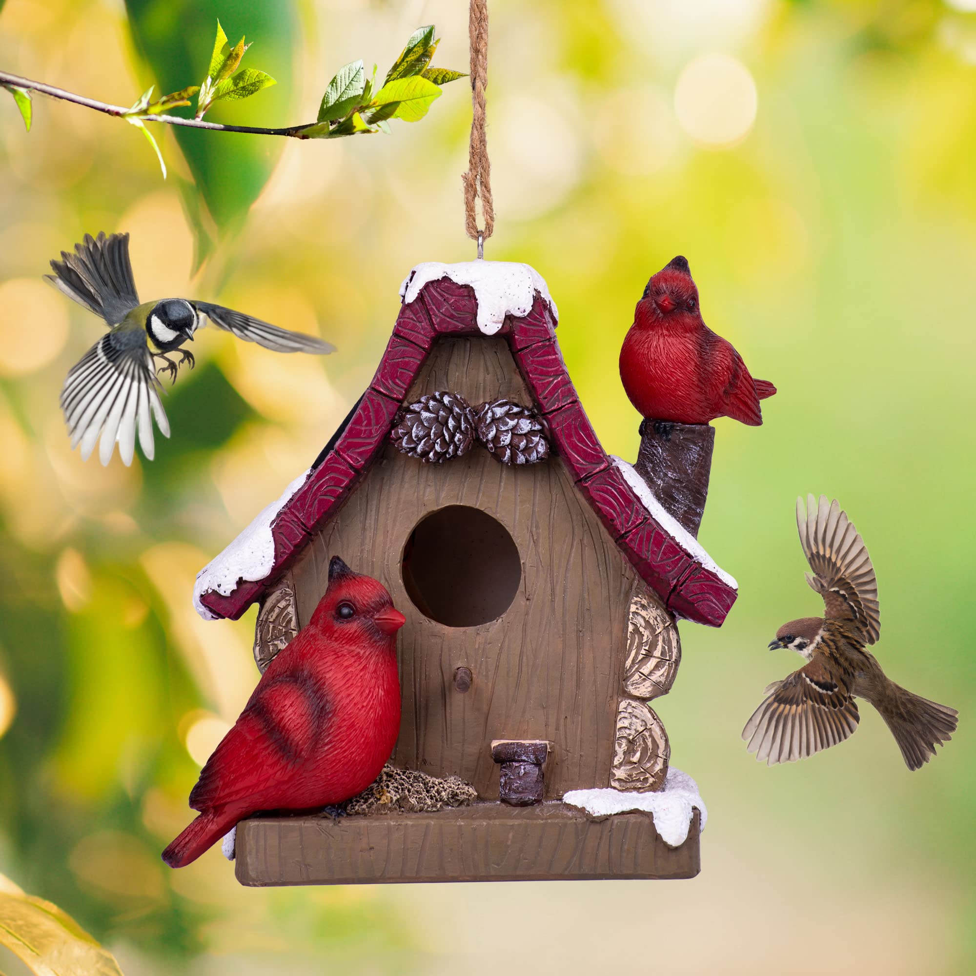 Best Unique Carolina Wren Bird Feeders for Your Backyard Hummingbirds Plus