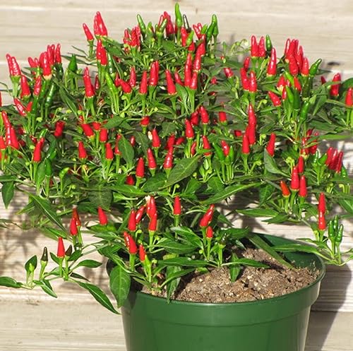 CHUXAY GARDEN 50 semillas de chile africano ojo de pájaro, semilla de pimienta, chile picante, chile de pájaro de Malawi, pimiento picante Piri