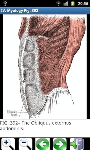 Gray's Anatomy