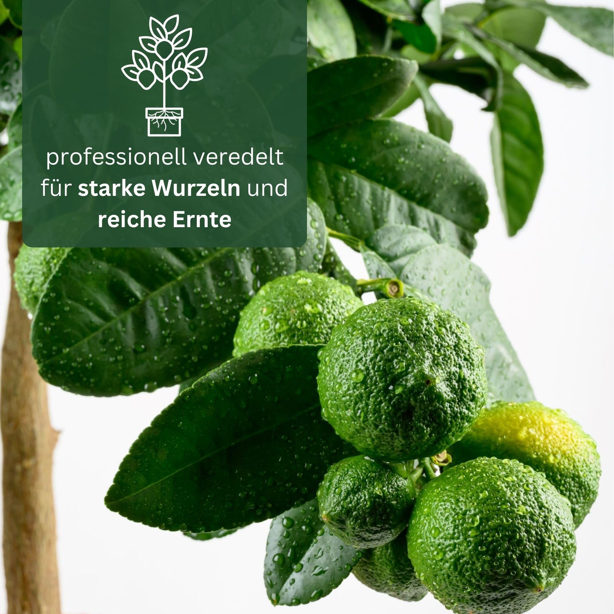Meine Orangerie - Rote Limette Mezzo - außergewöhnlicher Zitrusbaum - Mandarinen-Limette - Lima Rossa - echter Limettenbaum für Garten, Balkon oder Terrasse