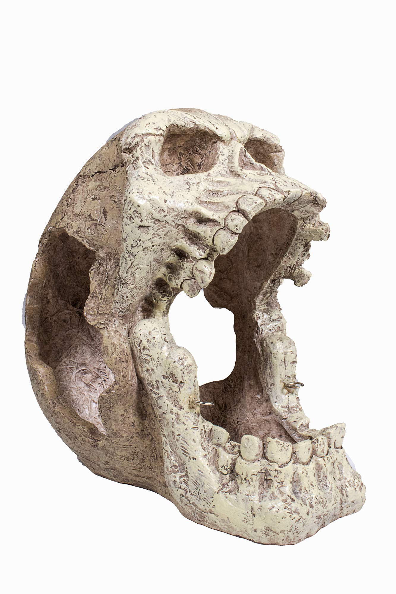 Penn-Plax Reptology Skull Hide-Away – Great for Small and Medium Sized Reptiles