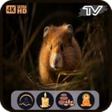 心を落ち着かせるハムスター：テレビ向けの小動物のビジュアルとリラックスできる動物の雰囲気