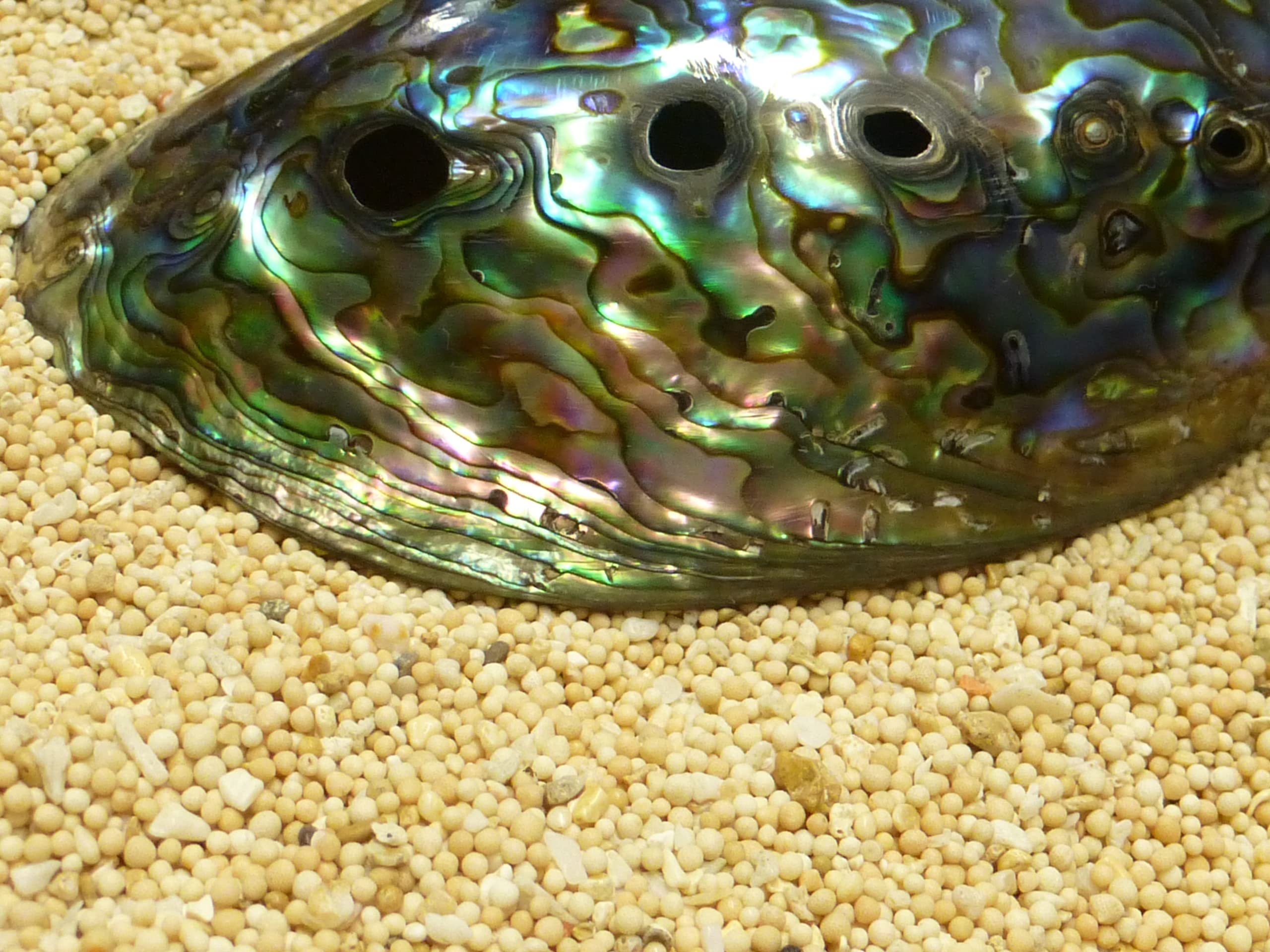 Orecchini a spirale con conchiglia di abalone, in argento Sterling 925, da donna, con confezione regalo