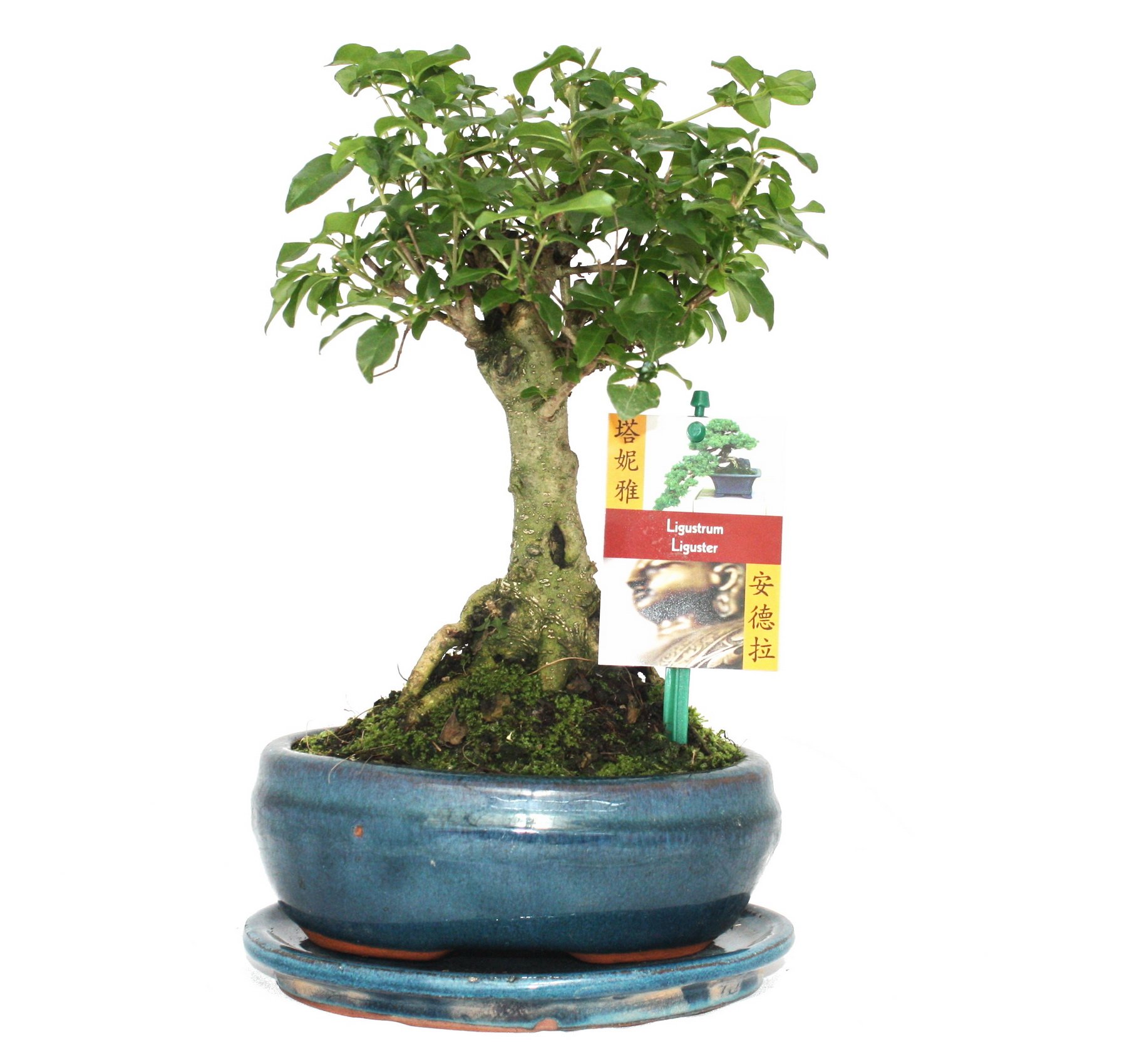 Bonsaï Ligustrum sinensis 6ans boule forme