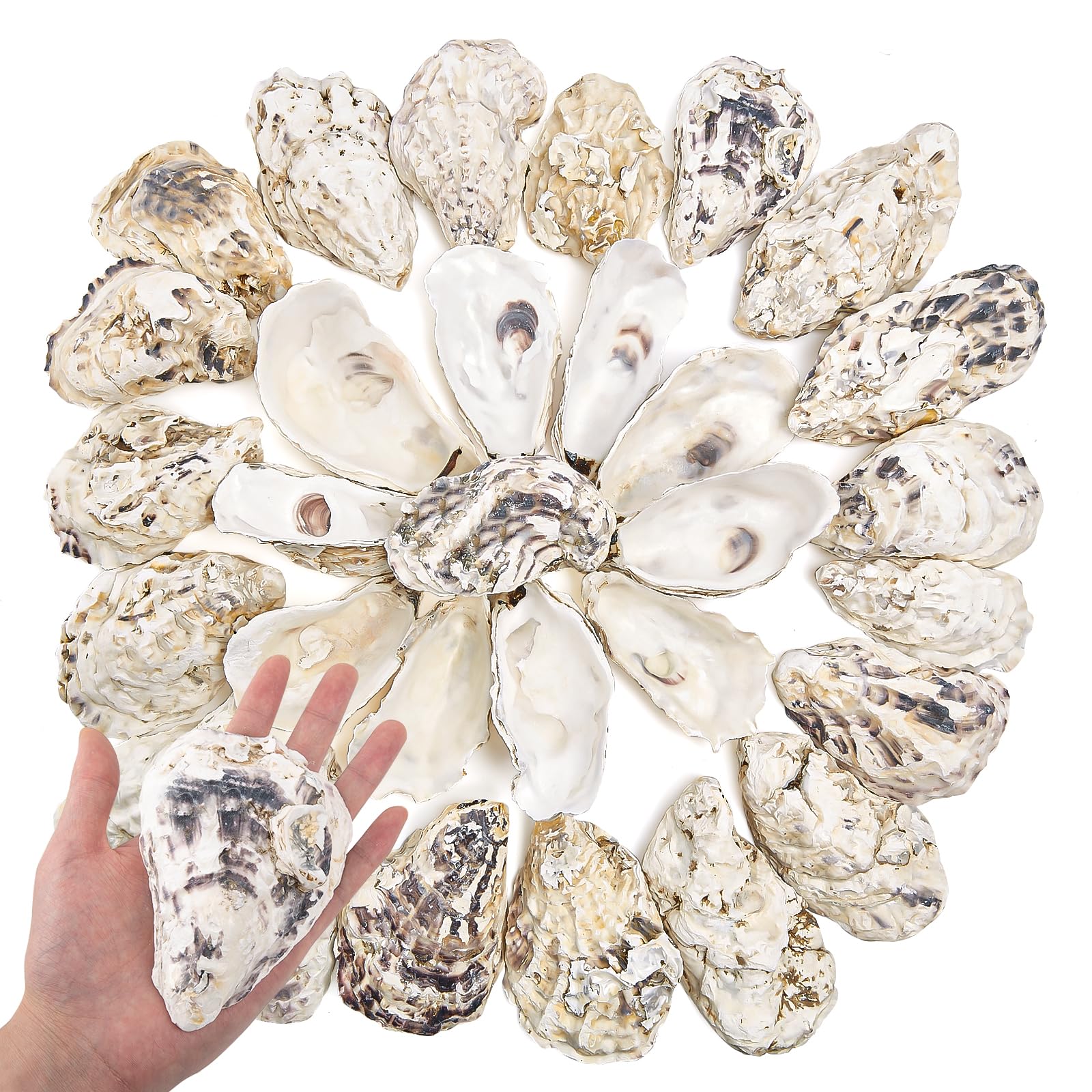 35pcs 4-5in Concave Oyster Shells, Oyster Shells for Crafts,Nautical Decor Vase Filler, Shells Bulk for Home Decor, DIY Crafts Sea Shells, Candle Making