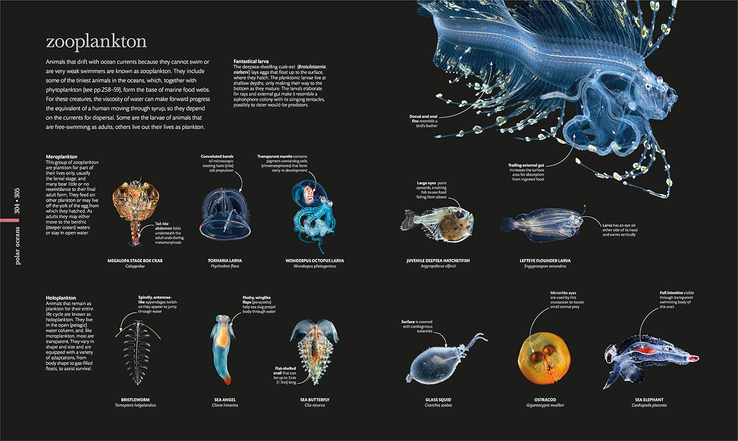 The Science of the Ocean: The Secrets of the Seas Revealed (DK Secret World Encyclopedias) 11 81+d7v8D94L. SL1500