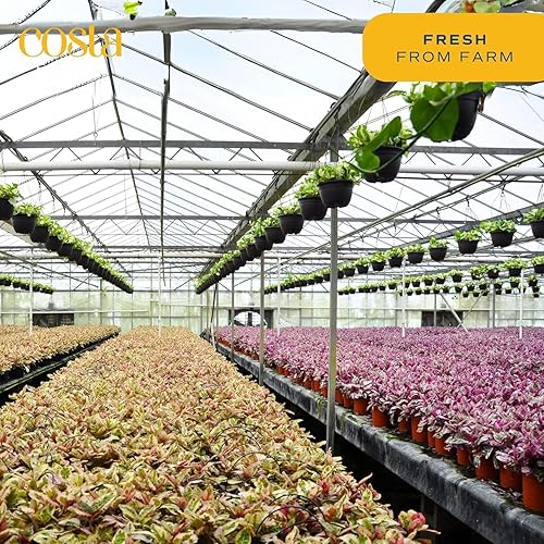 Miniatura 50 de Costa Farms - Planta de interior viva Monstera pequeña, fácil de cultivar, en maceta de jardín, con tierra para macetas, regalo de inauguración