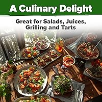 Vista 105 de HOME GROWN Semillas de diente de león para plantar 600 semillas de hierbas medicinales tradicionales (~ 0.01 oz) sin OMG cultivan hojas y flores