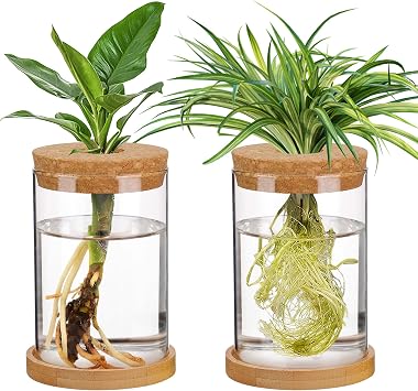 Biggun 2 Pcs Glass Plants Propagation Stations for Home Office Decor