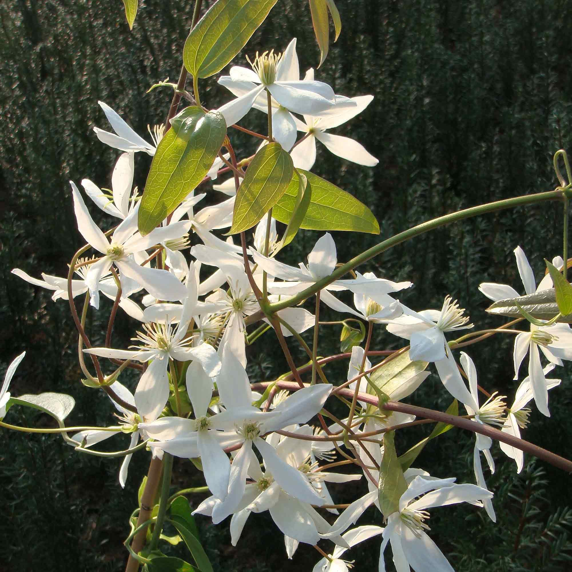 Clematis armandii, Evergreen, Climbing, Spring Flowering Plant, Supplied as 1 x 2-3 Litre Potted Plant By Suttons