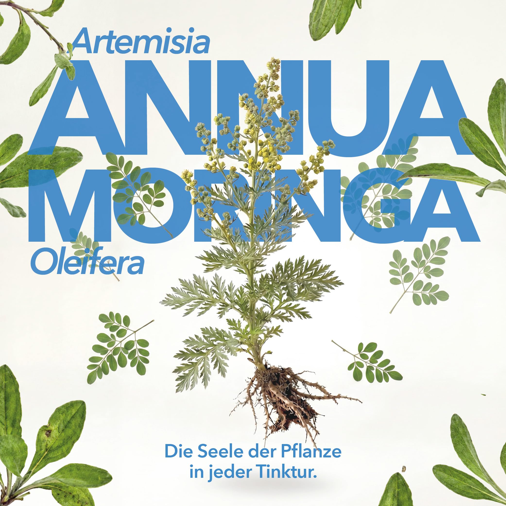 Artemisia Annua & Moringa oleifera 100ml Pflanzenextrakt