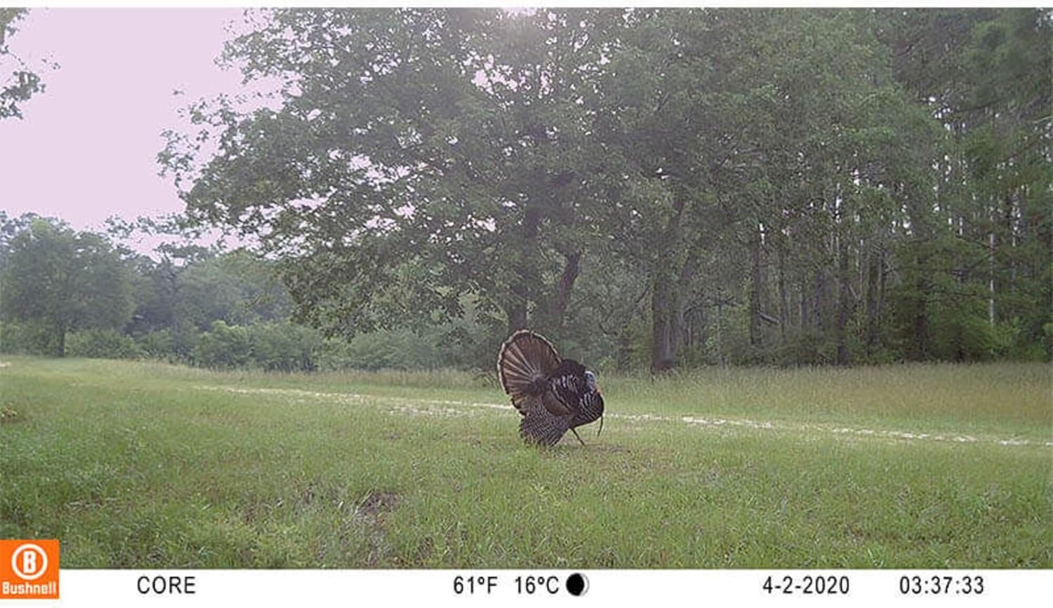 Sample image captured by Bushnell CORE 4KS Trail Camera showing a turkey in a field with date, time, temperature, and moon phase stamp