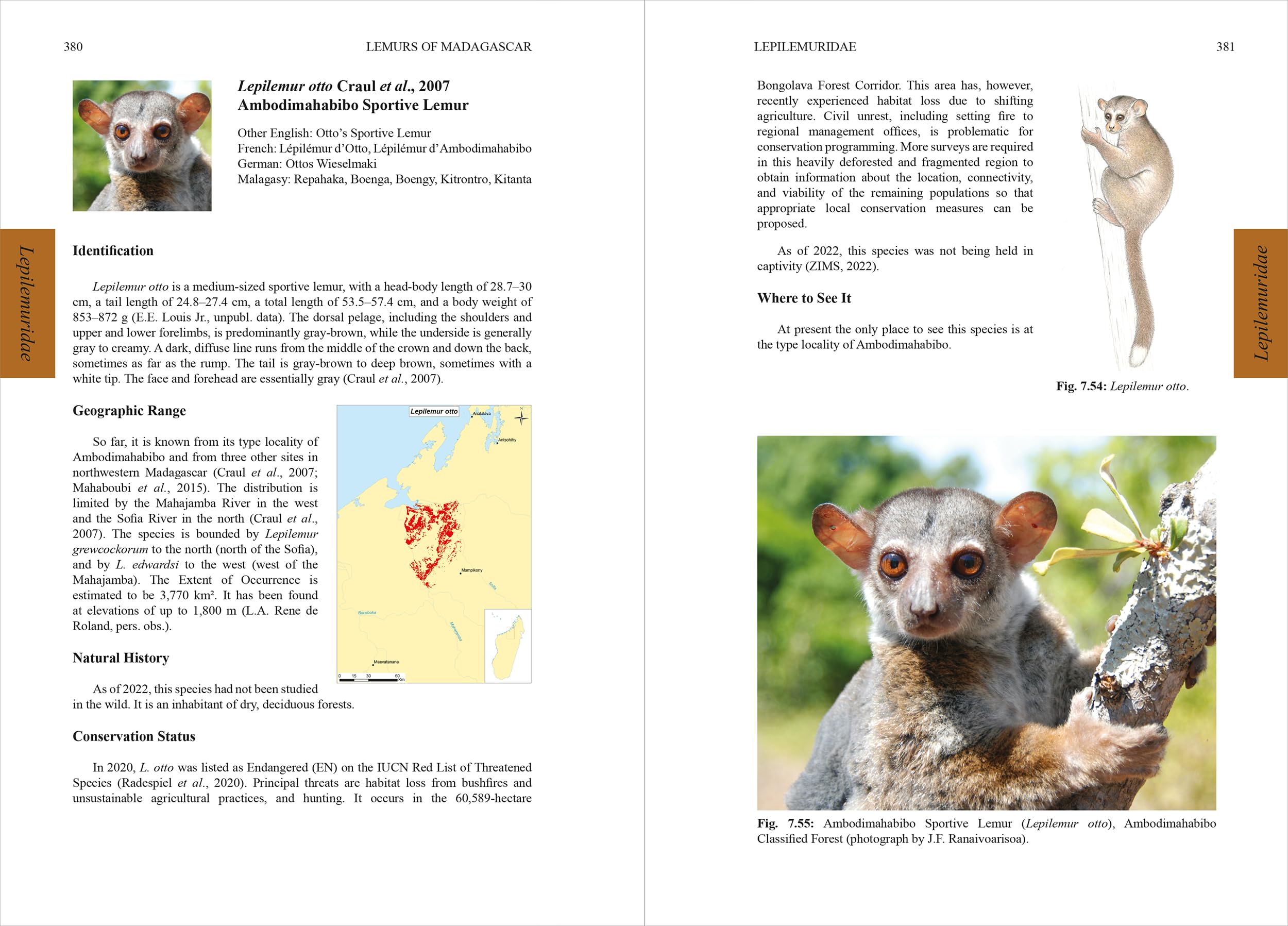 Lemurs of Madagascar
