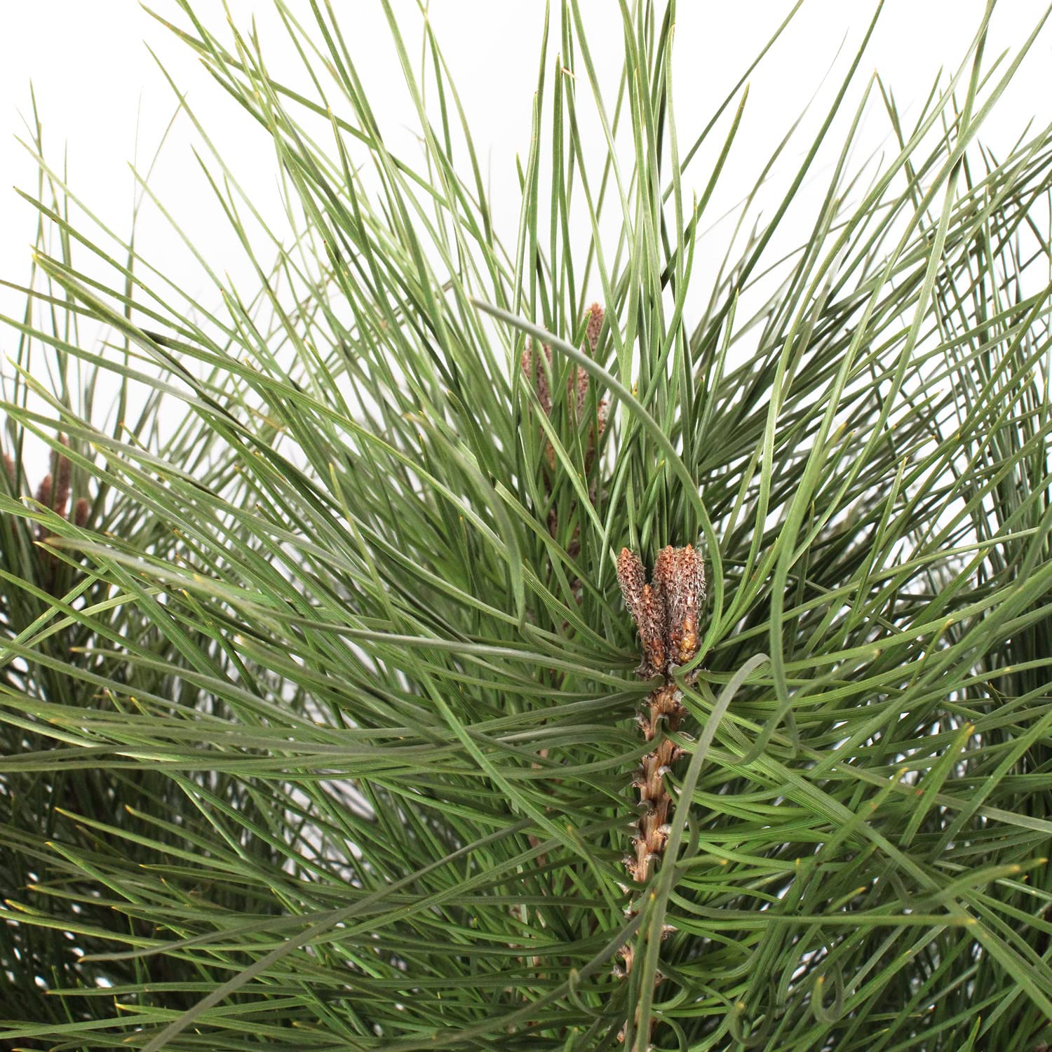 KENTIS - Pinus Pinea - Kiefernpflanze - Kiefer Baum - Winterharte Pflanzen für Garten - Gartenpflanzen - Hoch 125-150 cm Topf Ø 30 cm