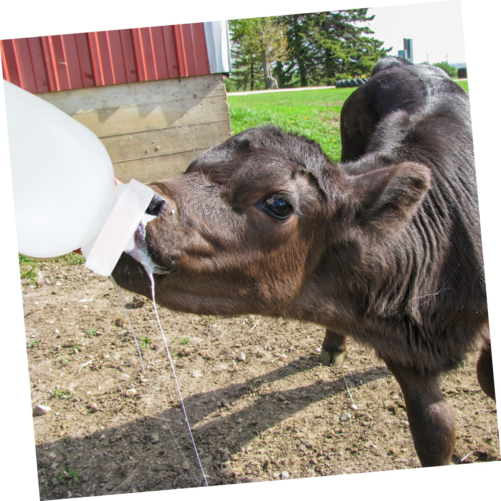 Toddmomy 4 Piezas biberón confiable para terneros biberones Botella Bebe biberón Animal recién Nacido Leche de Cerdo Botella de Leche para Mascotas Botella de Leche de Cordero Cachorro bebé