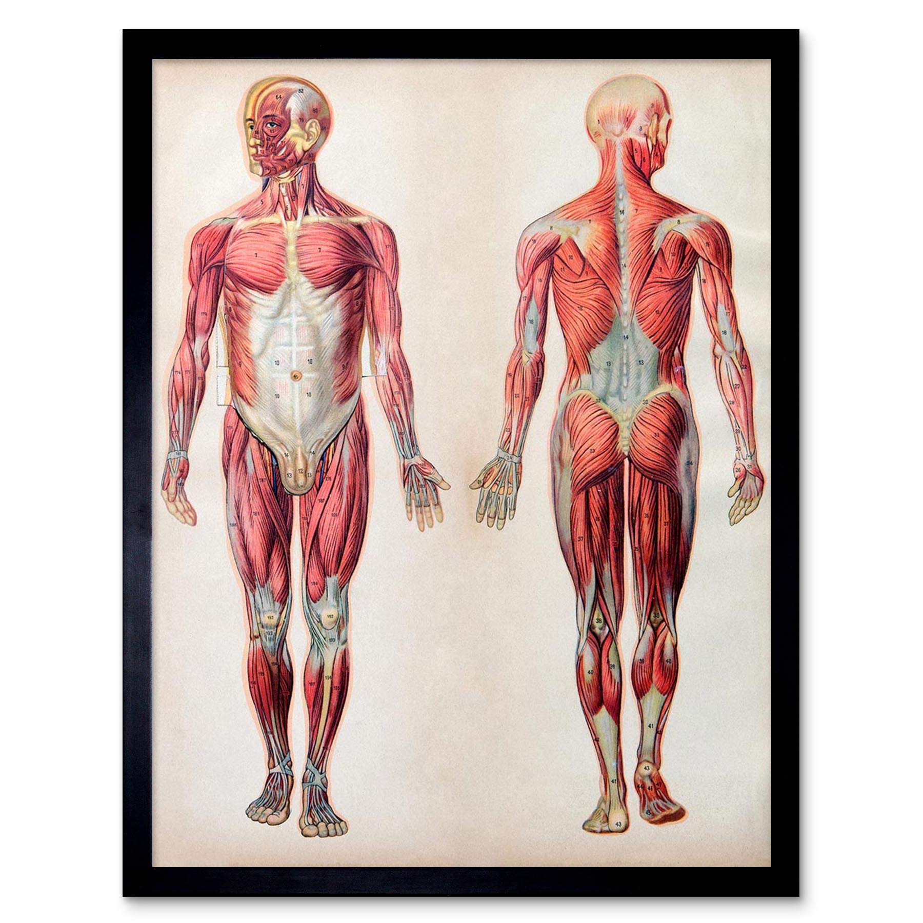 Wee Blue Coo Human Body Anatomy Muscles Art Print Framed Poster Wall Decor 12X16 Inch