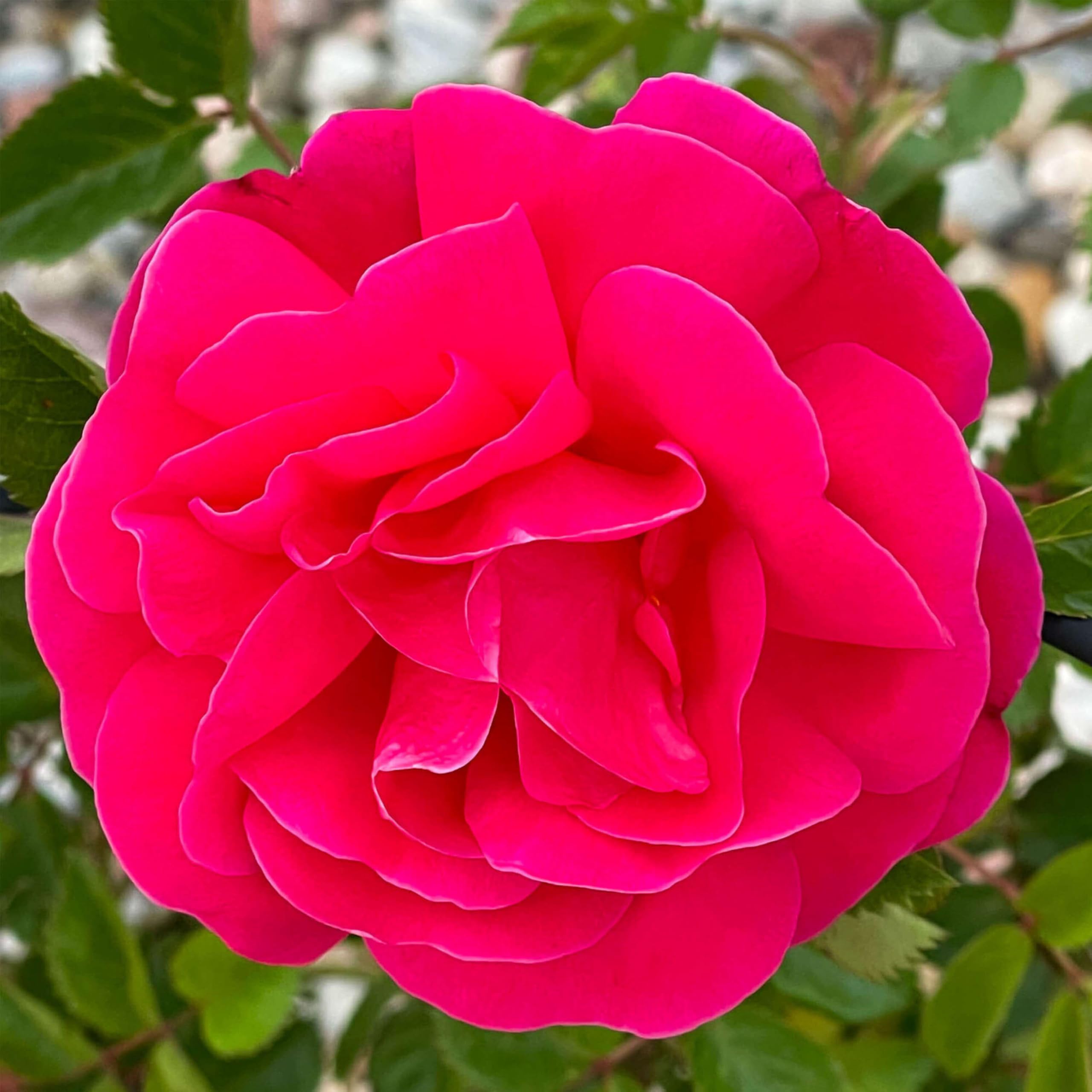 Highwire Flyer Climbing Rose