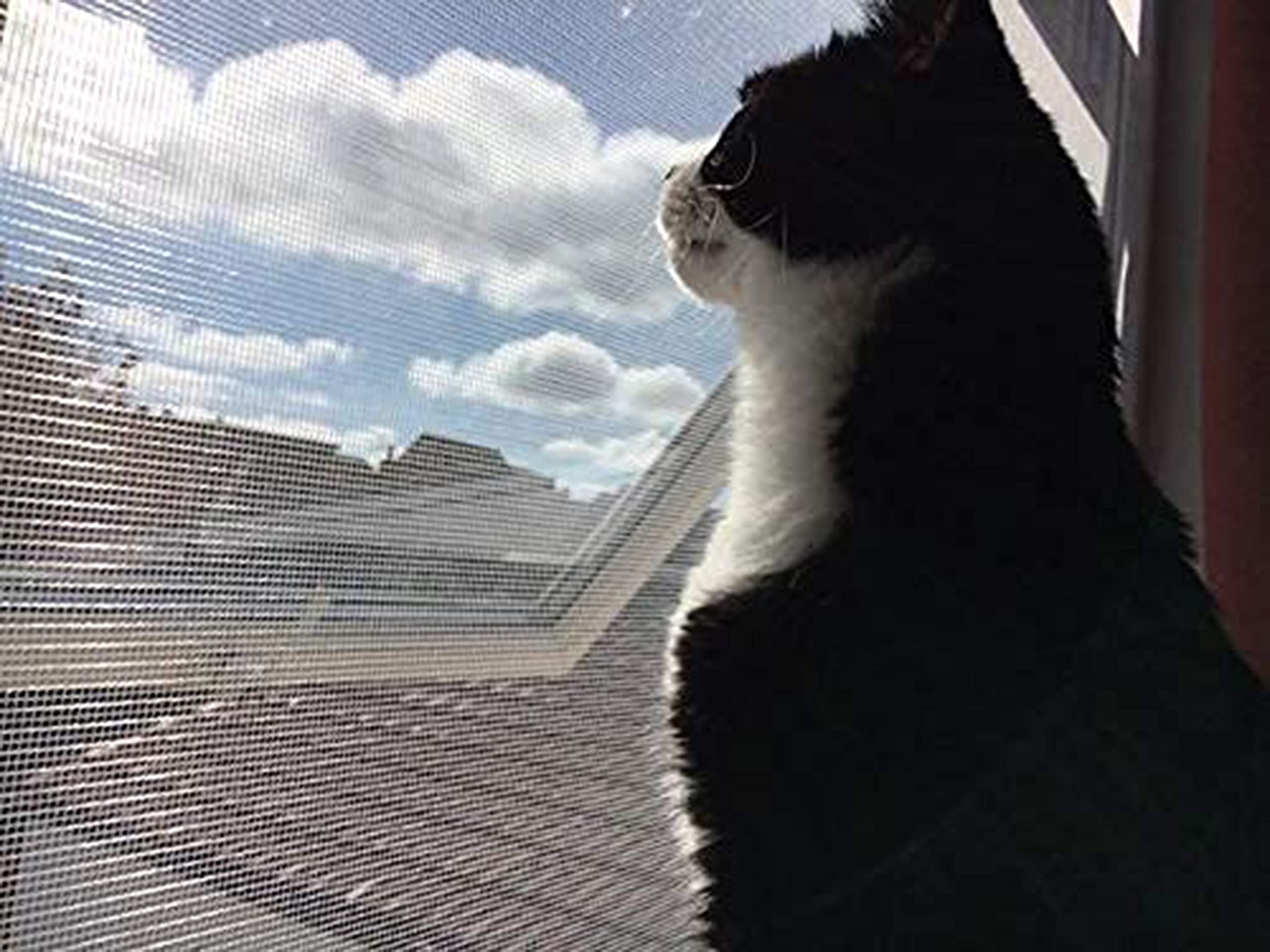 Protección Mascotas Red De Seguridad Para Gatos 5x5m - Transparente, 2.5cm Malla Red Para Gatos Ventanas