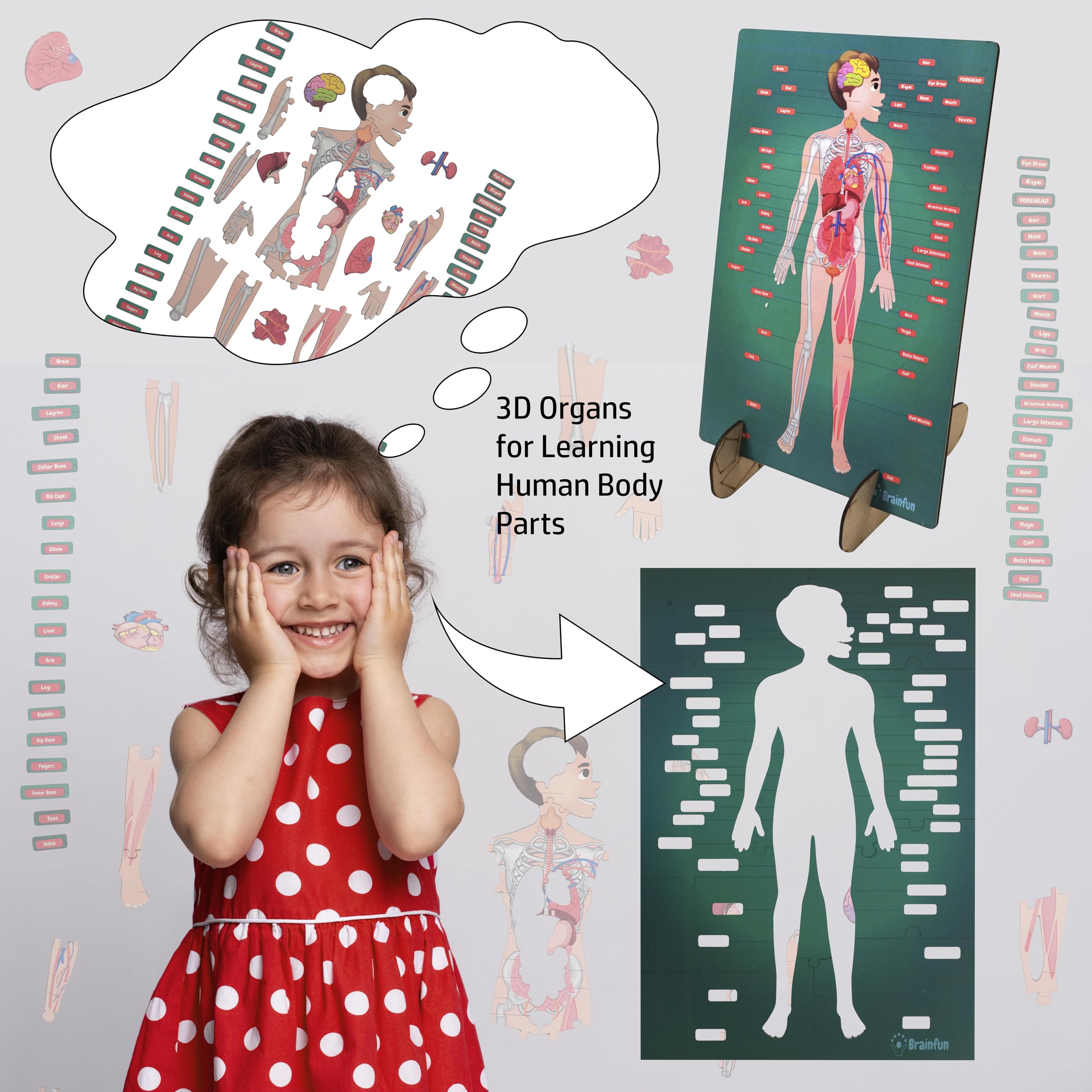Lefan Human Body Parts Puzzle For Kids Anatomy Body Part | Desertcart ...