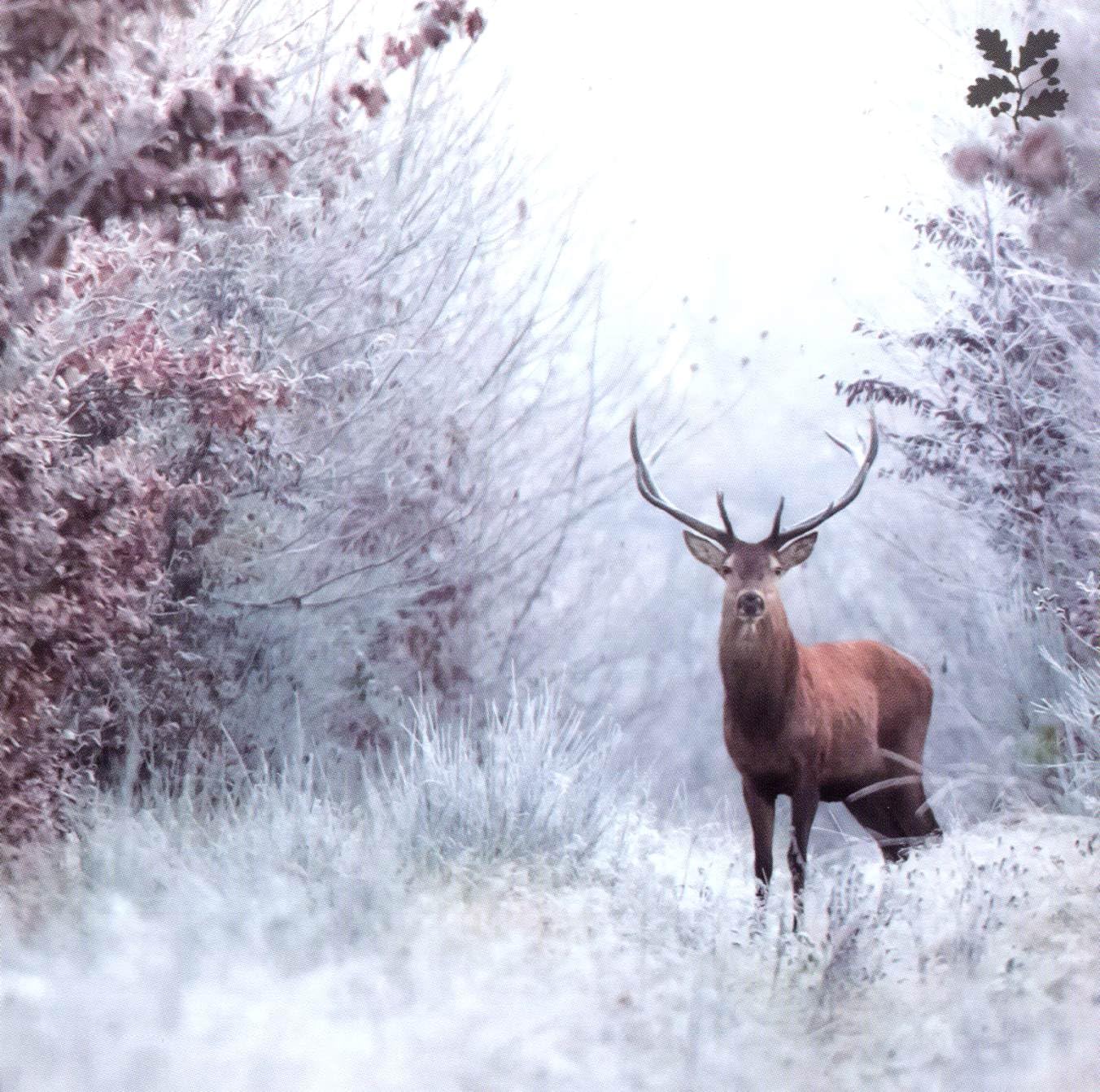 Woodmansterne Artistic Charity Christmas Cards Supporting National Trust - Photographic Winter Wildlife - Eco-Friendly & Recyclable - Box of 20 Cards - Image 2