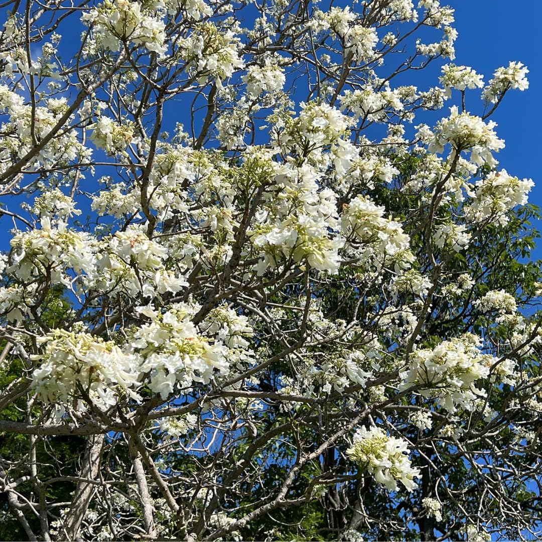 M-Tech Gardens Jacaranda Tree (White, Hybrid) Exotic 20 Ornamental Tree Seeds for Growing (B09XJ9HVM1) Amazon Price History, Amazon Price Tracker