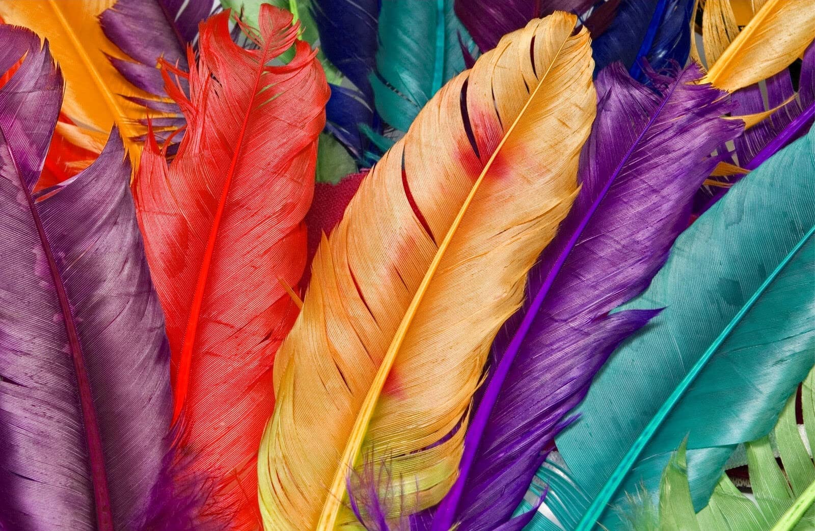 Multi Coloured Bird Feathers Iron Poster Wall Art Garden Restaurant Cafe Home Wall Decor Art Tin Sign Vintage 8x12 Inch