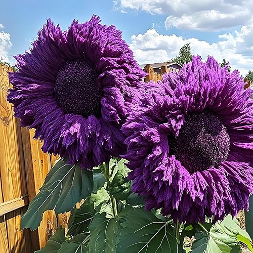 Miniatura 4 de Más de 450 semillas de flores de girasol mixtas a granel para plantar al aire libre reliquia sin OMG