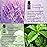 yethious Lavender Peppermint Oil Set Lavender Aromatherapy Oils for Diffuser, Perfume, Soap, Candle Making 2 Pack 10ML