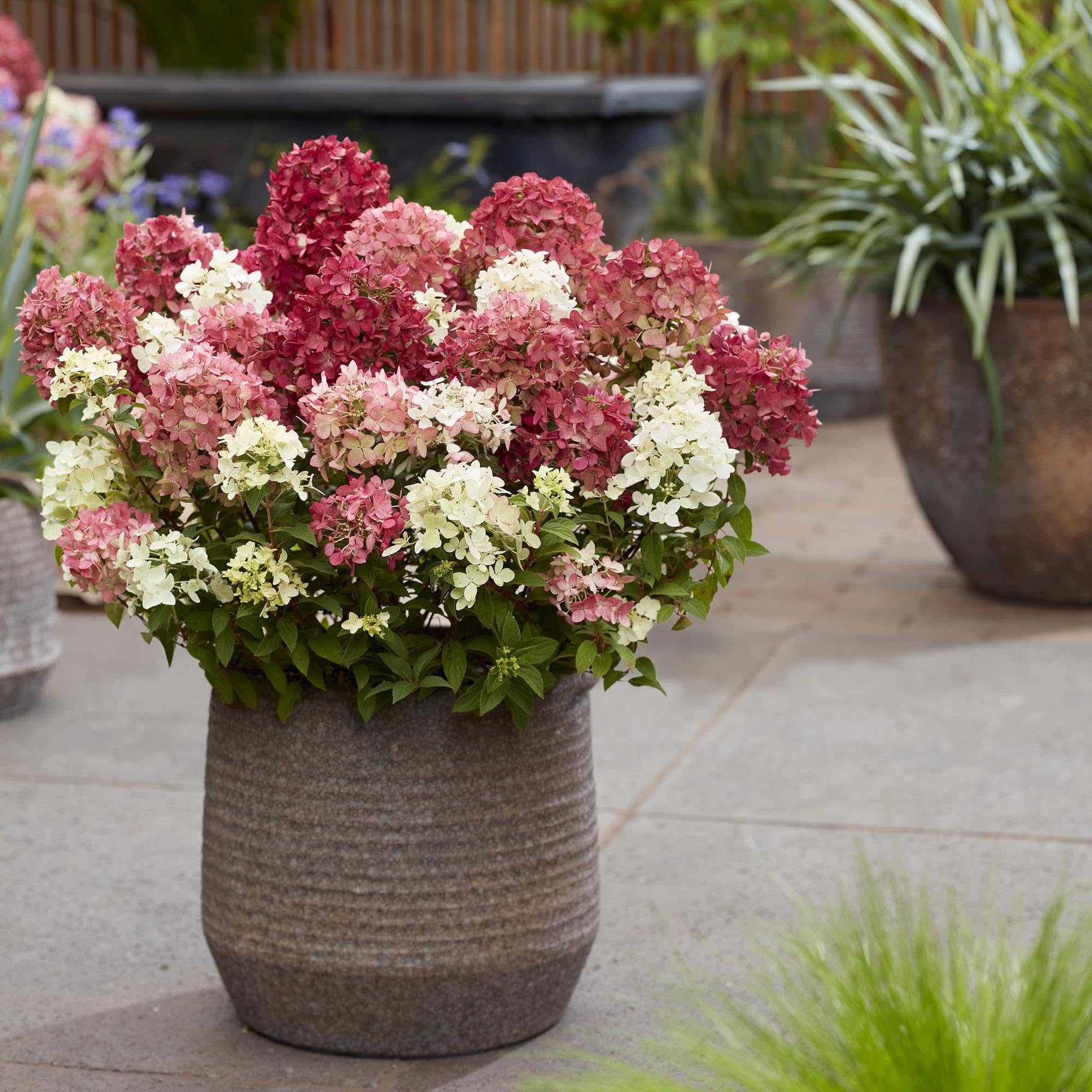 Green boutiQ - Plante de jardin - Hydrangea panniculata Groundbreaker Ruby - Hortensia en panicule - Rustique - Rouge - 2 Plantes - Pot 14cm - Hauteur 20-25cm