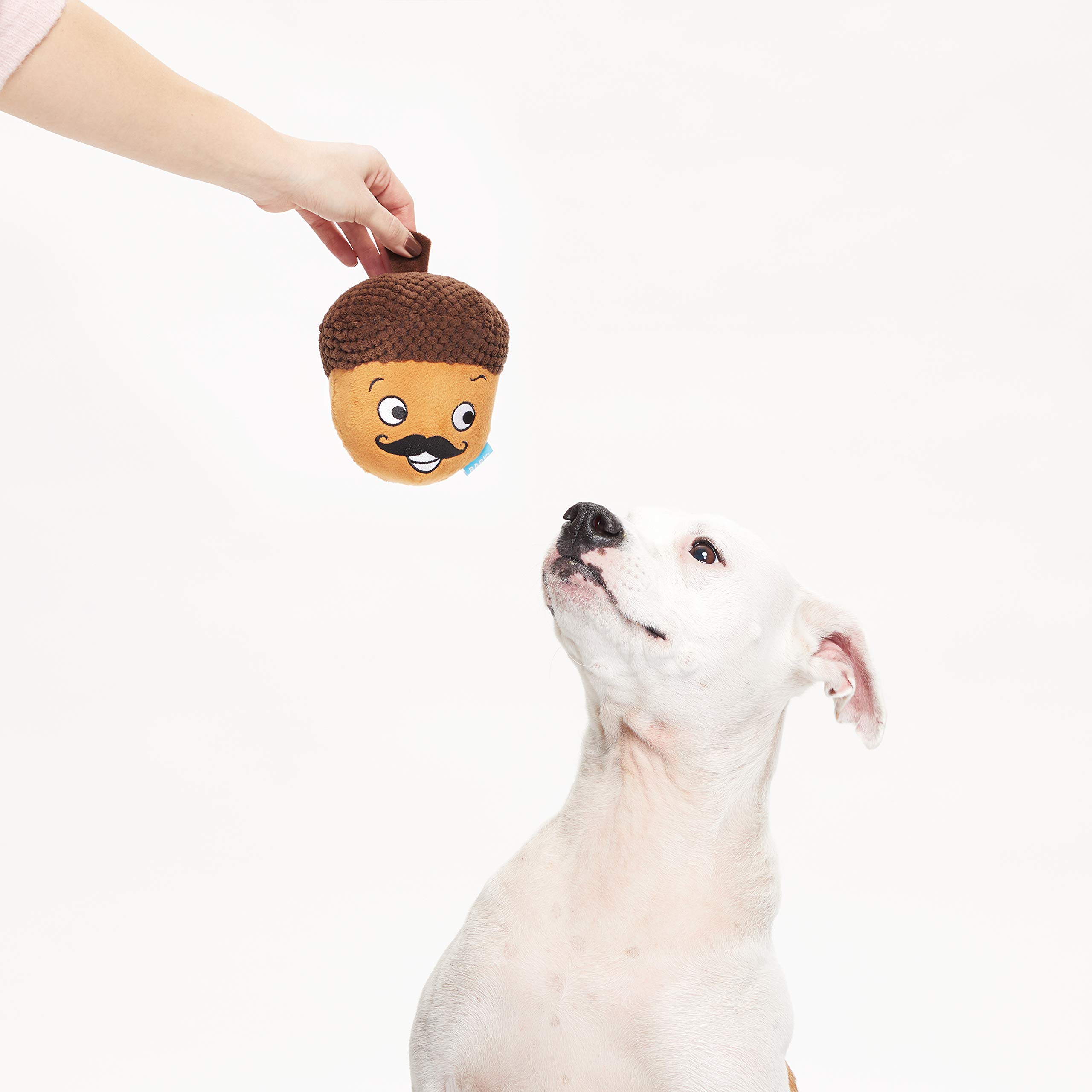 barkbox acorn