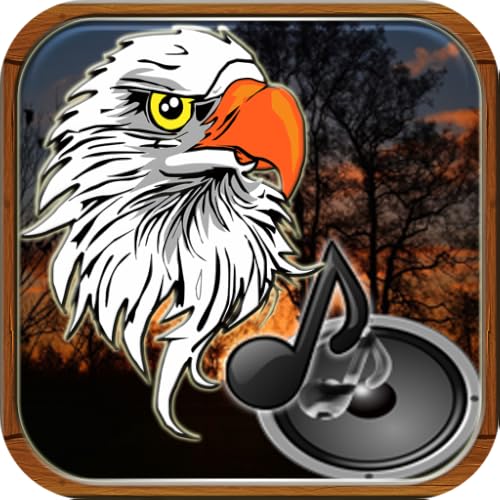 Raptors birds of prey