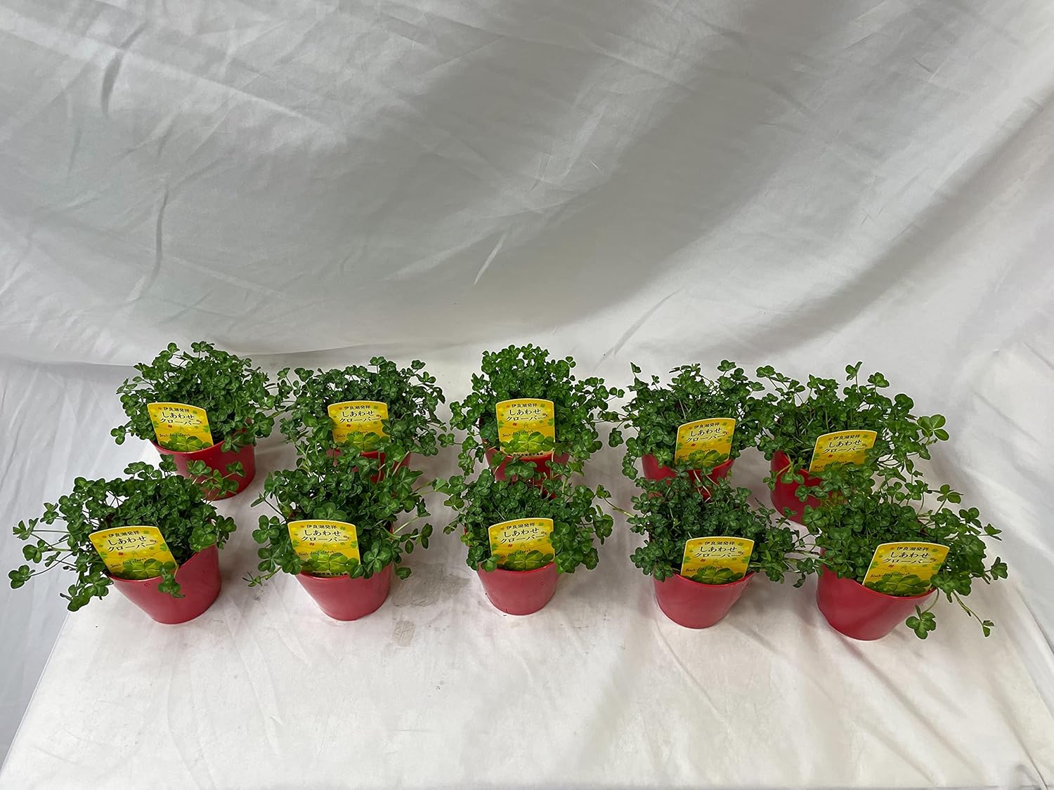 四つ葉のクローバー シロツメグサ 10鉢入り 本物の 四つ葉 の クローバー 鉢植え 栽培方法付き プレゼント お祝い 地植え 押し花 にも出来ます おススメ