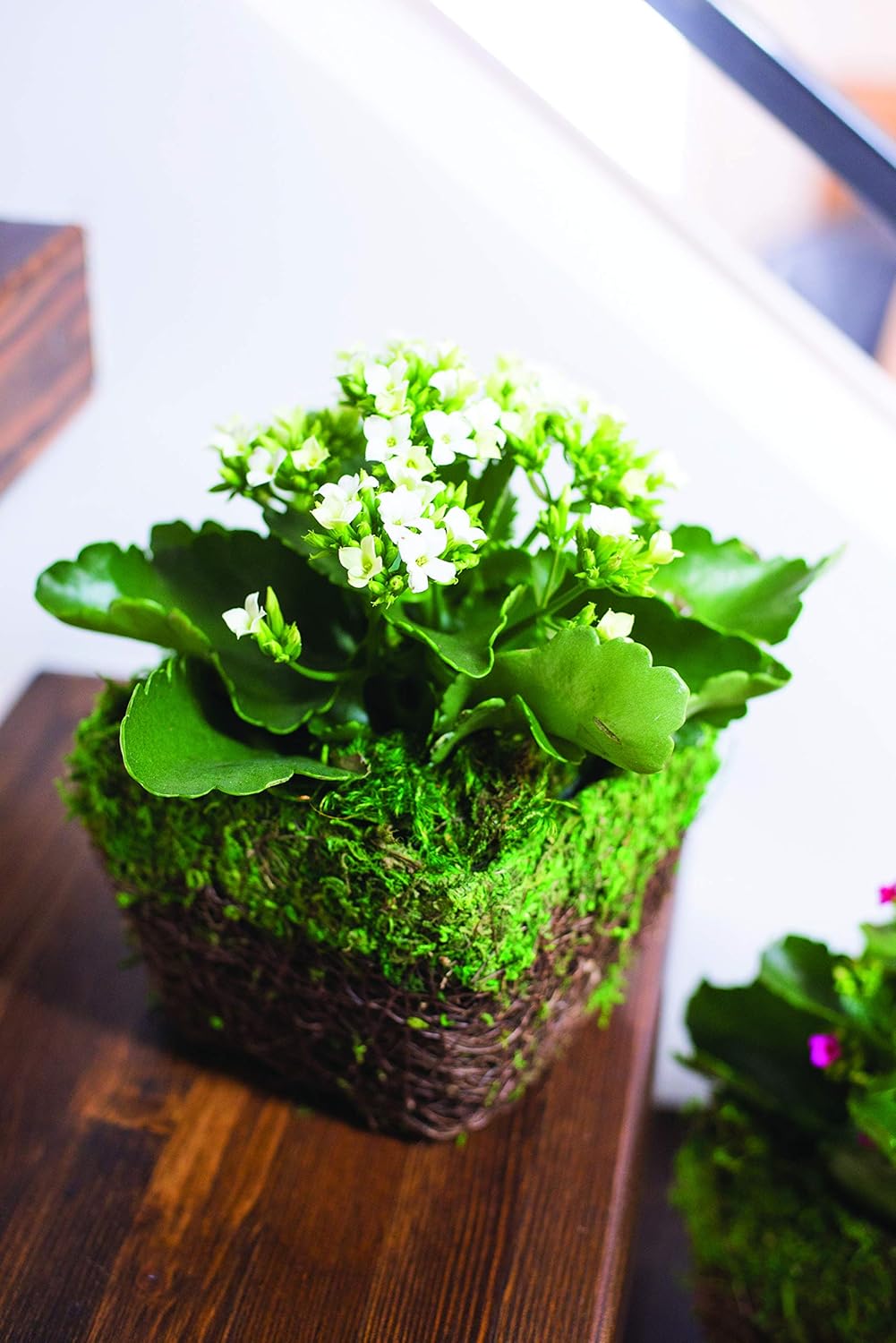 Bella Moss 122712070 Agatha Moss Planter, Green