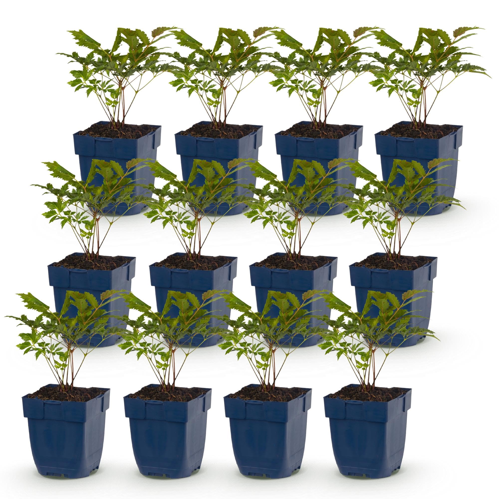 Green boutiQ - Stauden - Astilbe Tricolour - Prachtspirea - Schatten - Lila - Rosa - Weiß - 12 Pflanzen - Topf 11cm - Höhe 15-25cm