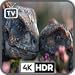 4K-Dinosaurier-TV mit Regenwaldgeräuschen – Jurassic-Ambiente + Live-Vorhersage