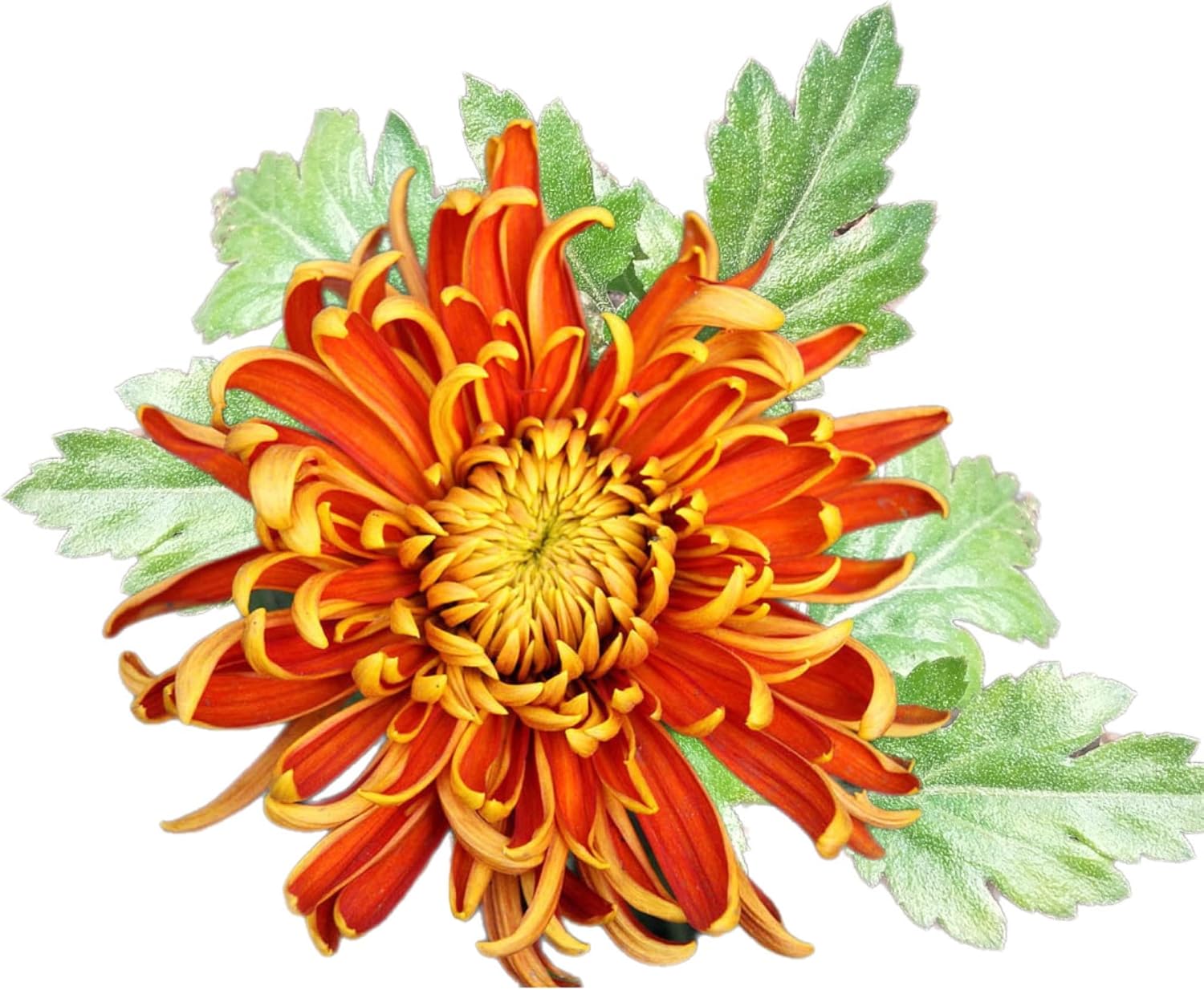 Jays Seeds Chrysanthemum Seeds (Mum) Seeds 150 Seeds